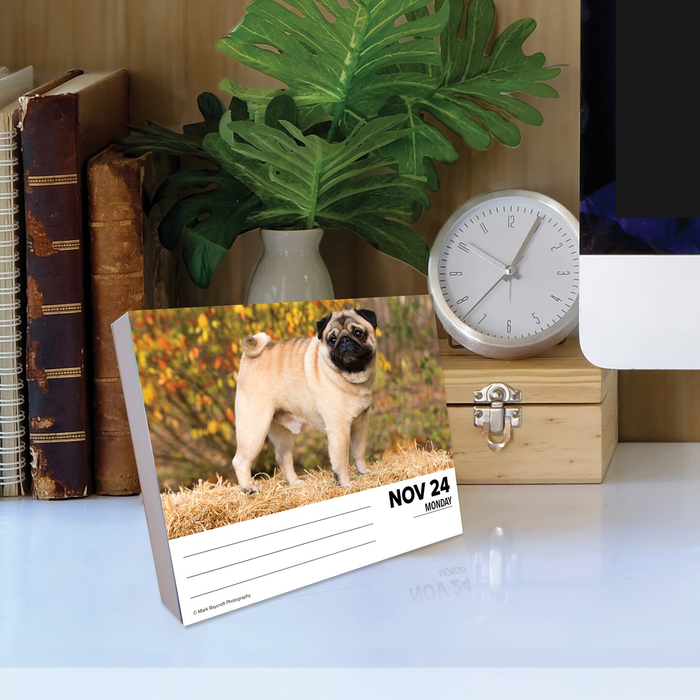 Just Pugs 2025 Box Calendar - Dog Breed Daily Desktop