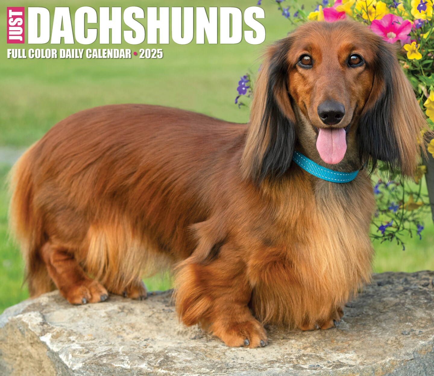 Just Dachshunds 2025 Box Calendar - Dog Breed Daily Desktop