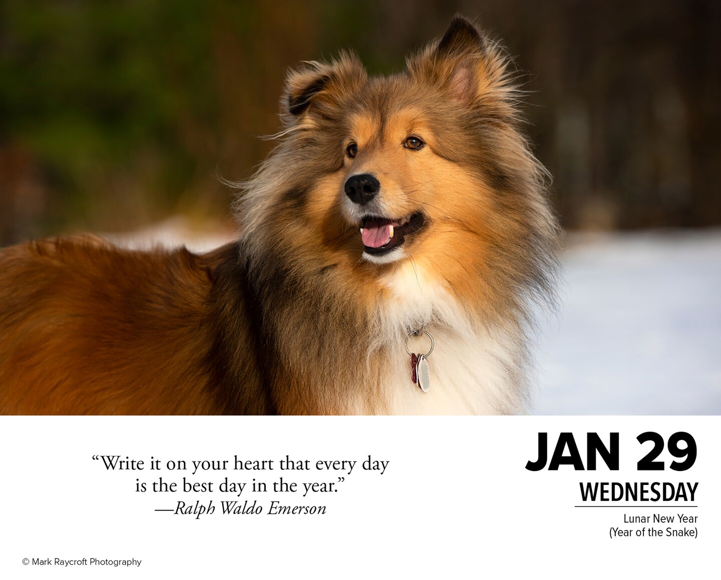 What Dogs Teach Us 2025 Box Calendar, Daily Desktop