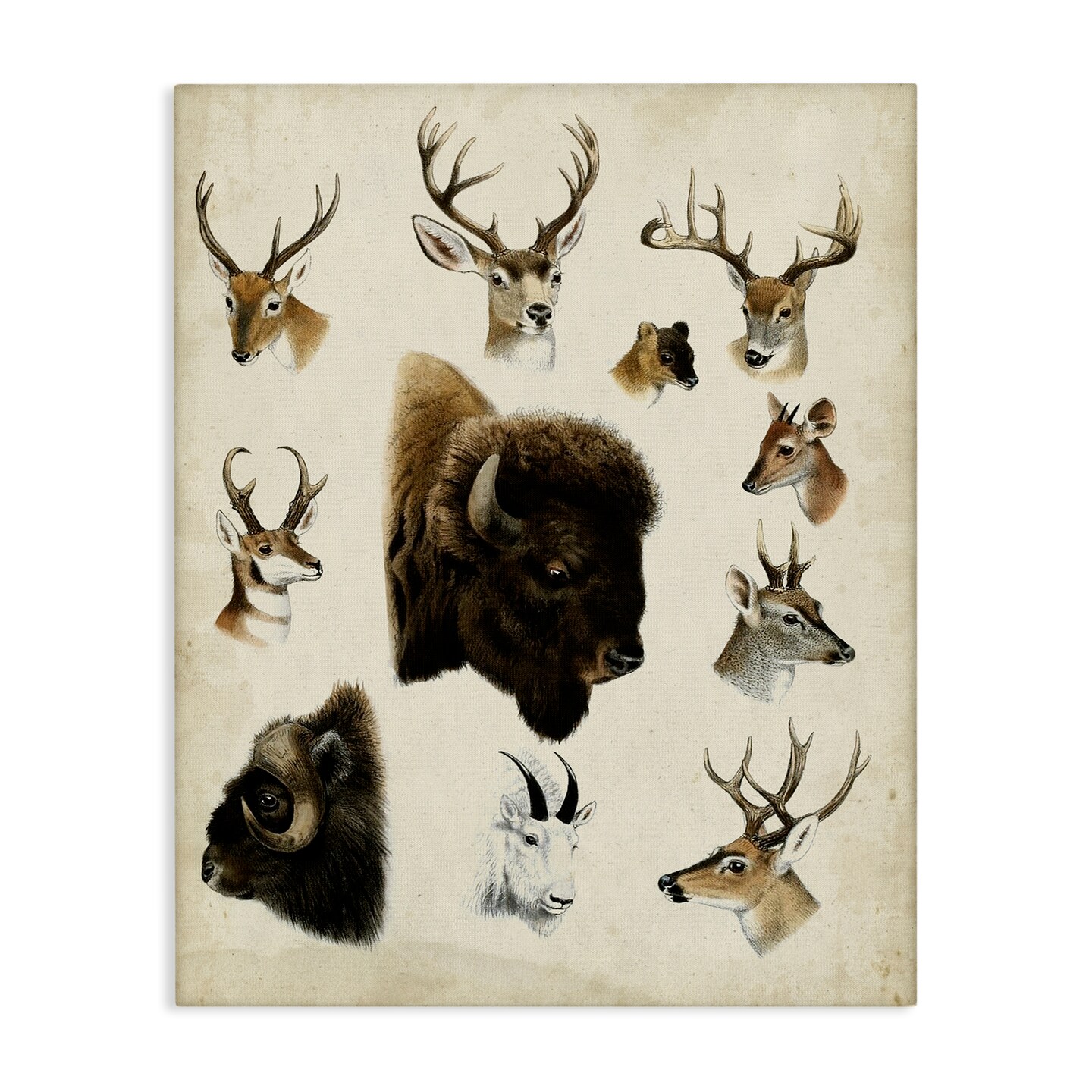 Stupell Industries Buffalo & Elks Woodland Animals Canvas By Unknown