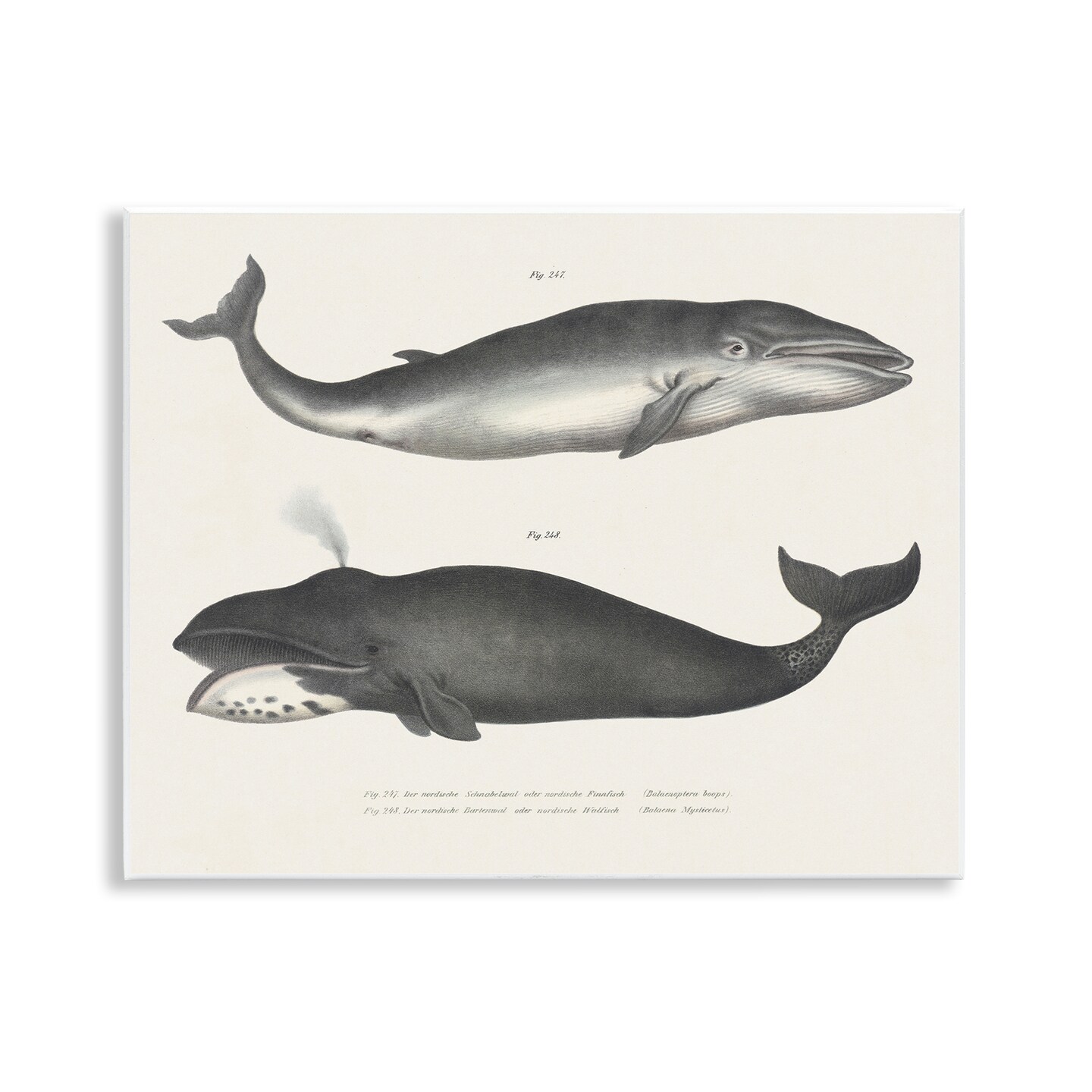 Stupell Industries Vintage Whale Study Diagrams Wall Plaque Design by Phillipa Katz