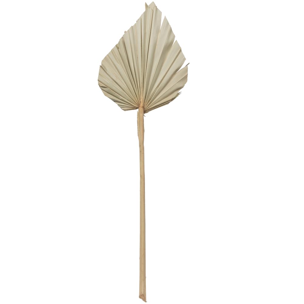 Vickerman Natural Botanicals 20" Palm Spear Natural. Includes 50 pieces per Pack.
