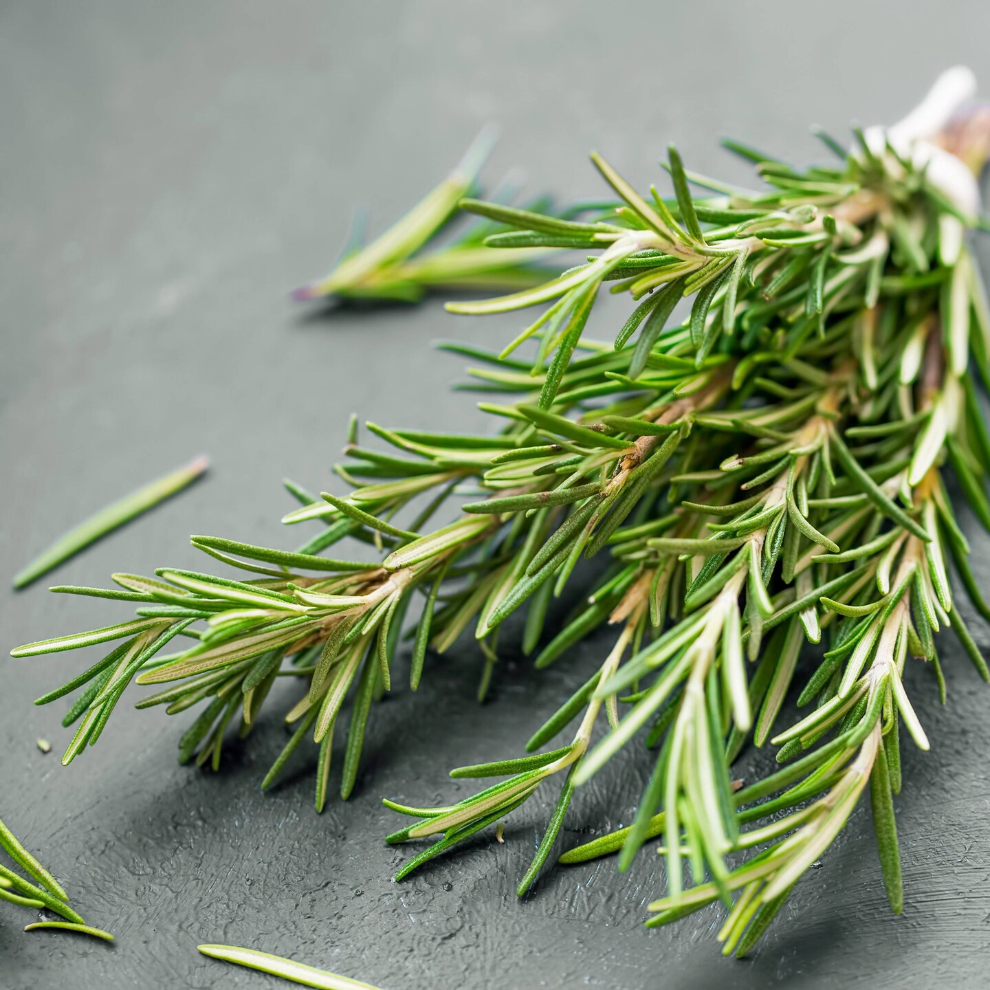 ローズマリー Organic Rosemary 'Tuscan Blue' -Live Starter Plant
