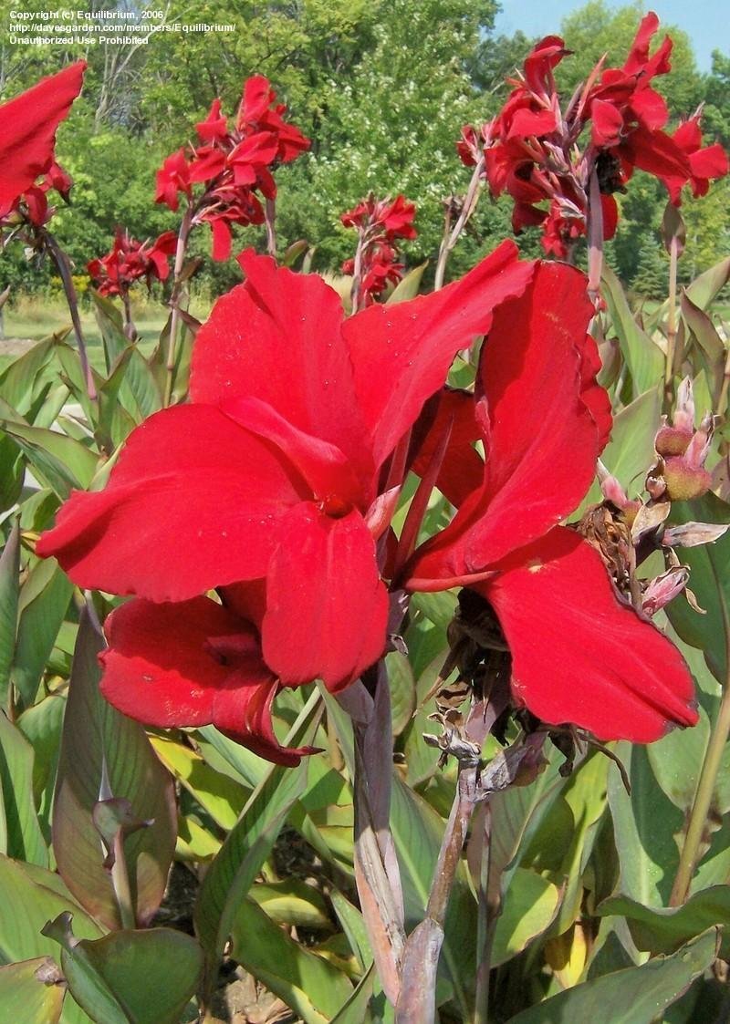Red Dazzler Canna - 2 Rhizomes - 2/3 Eye