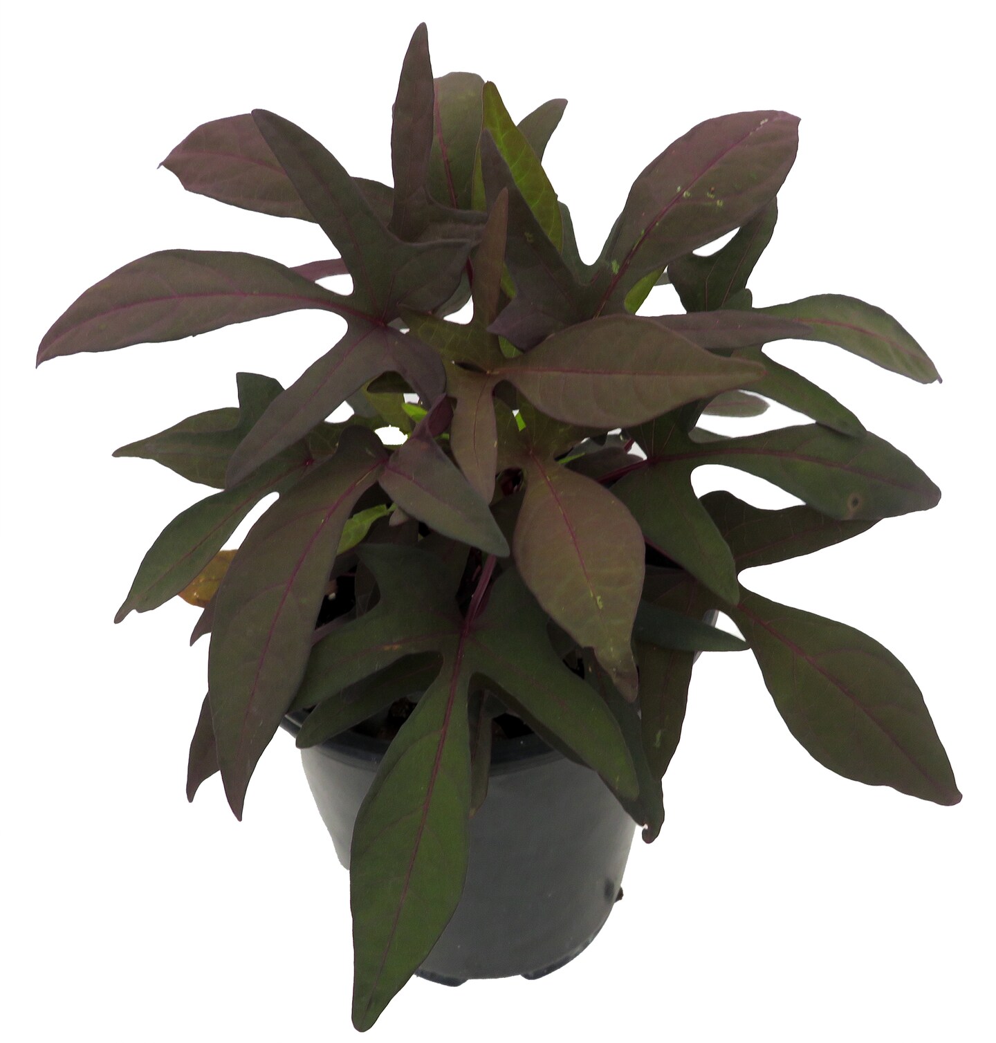 Blackie Sweet Potato Vine - Ipomoea - 6&#x22; Pot - Ornamental