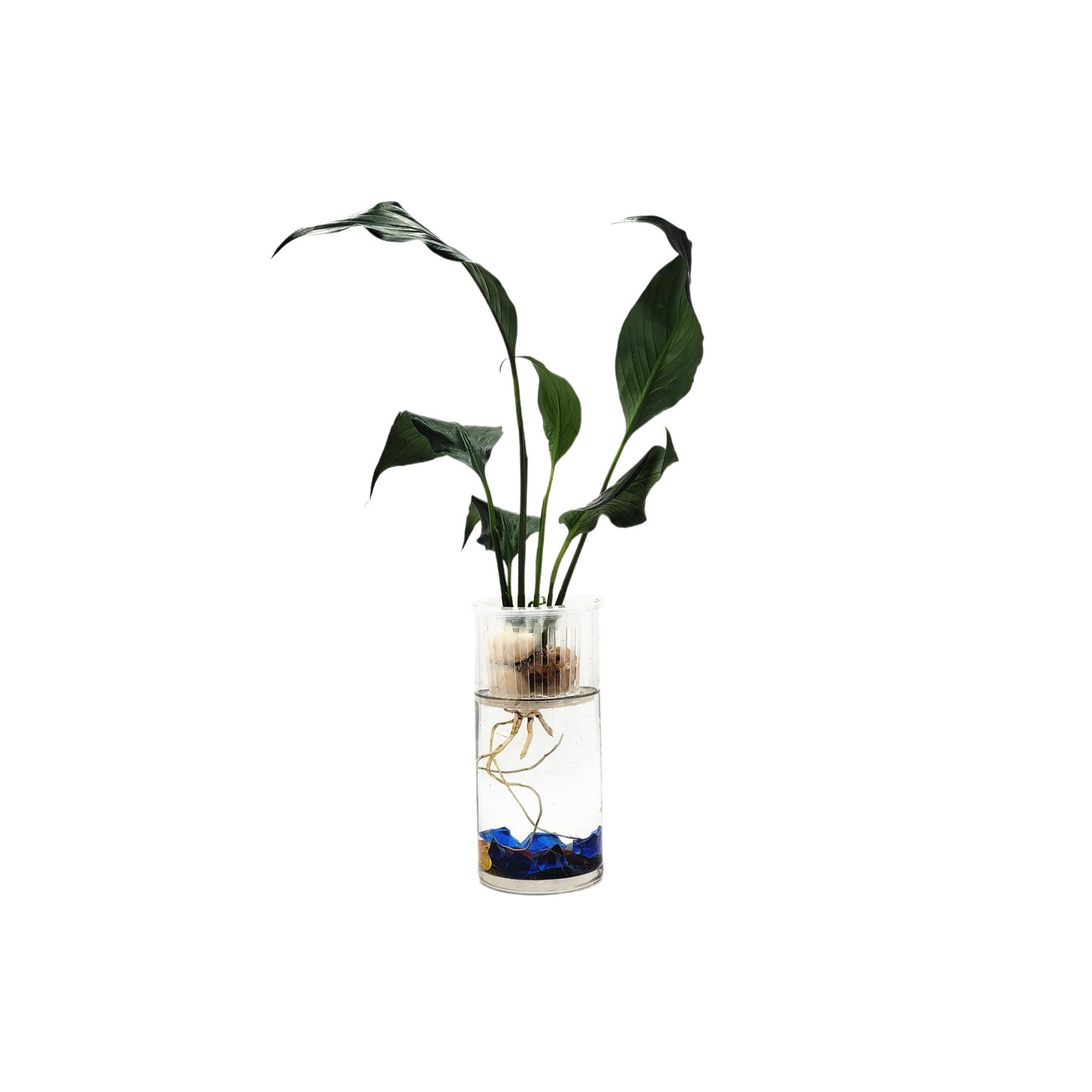 Modern Hydroponic Peace Lily in Glass Cylinder Vase, NASA-Approved Air  Purifying Indoor Plant, Live Houseplant | MakerPlace by Michaels