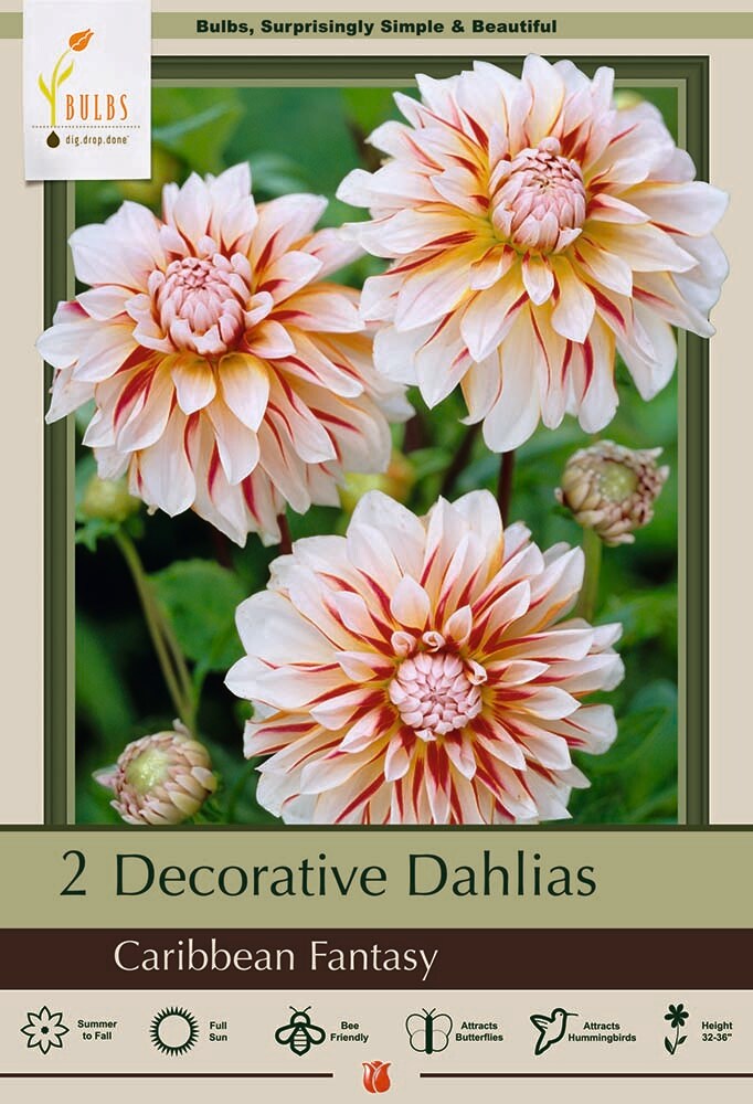 Caribbean Fantasy Dahlia - 2 Bulb Clumps - Creamy White & Red