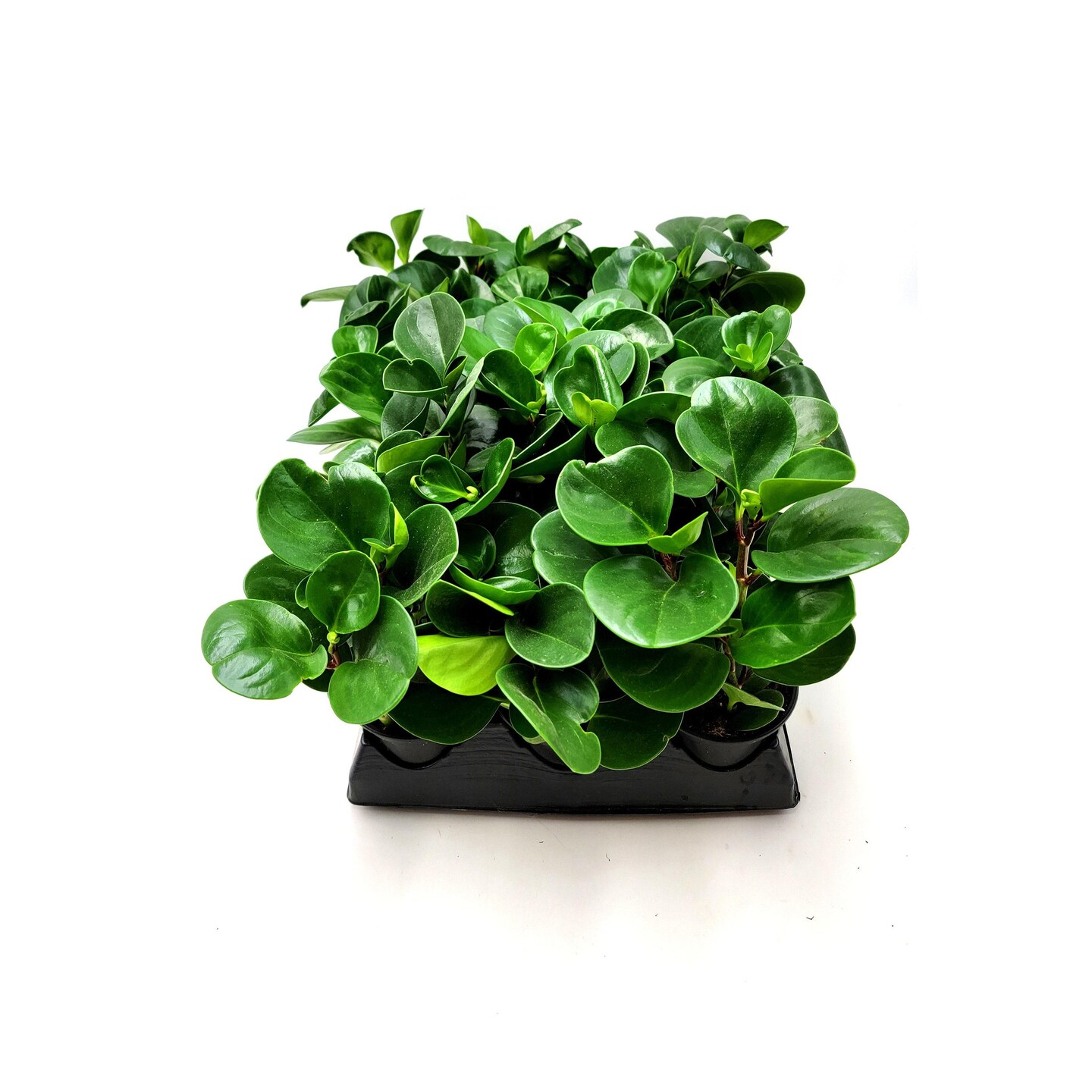 Wholesale Plants, Bulk Peperomia Green, Peperomia obtusifolia, Baby  Rubberplant for Volume Discount, Group Order, Retail  10 4" Pots |  MakerPlace by Michaels