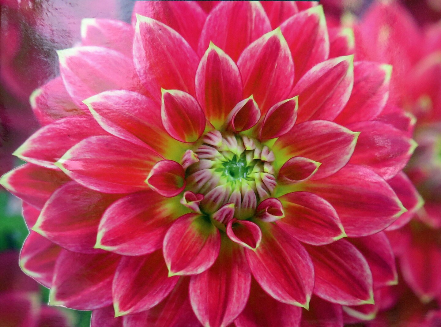 Mister Optimist Dahlia - Decorative Flower - 2 bulbs