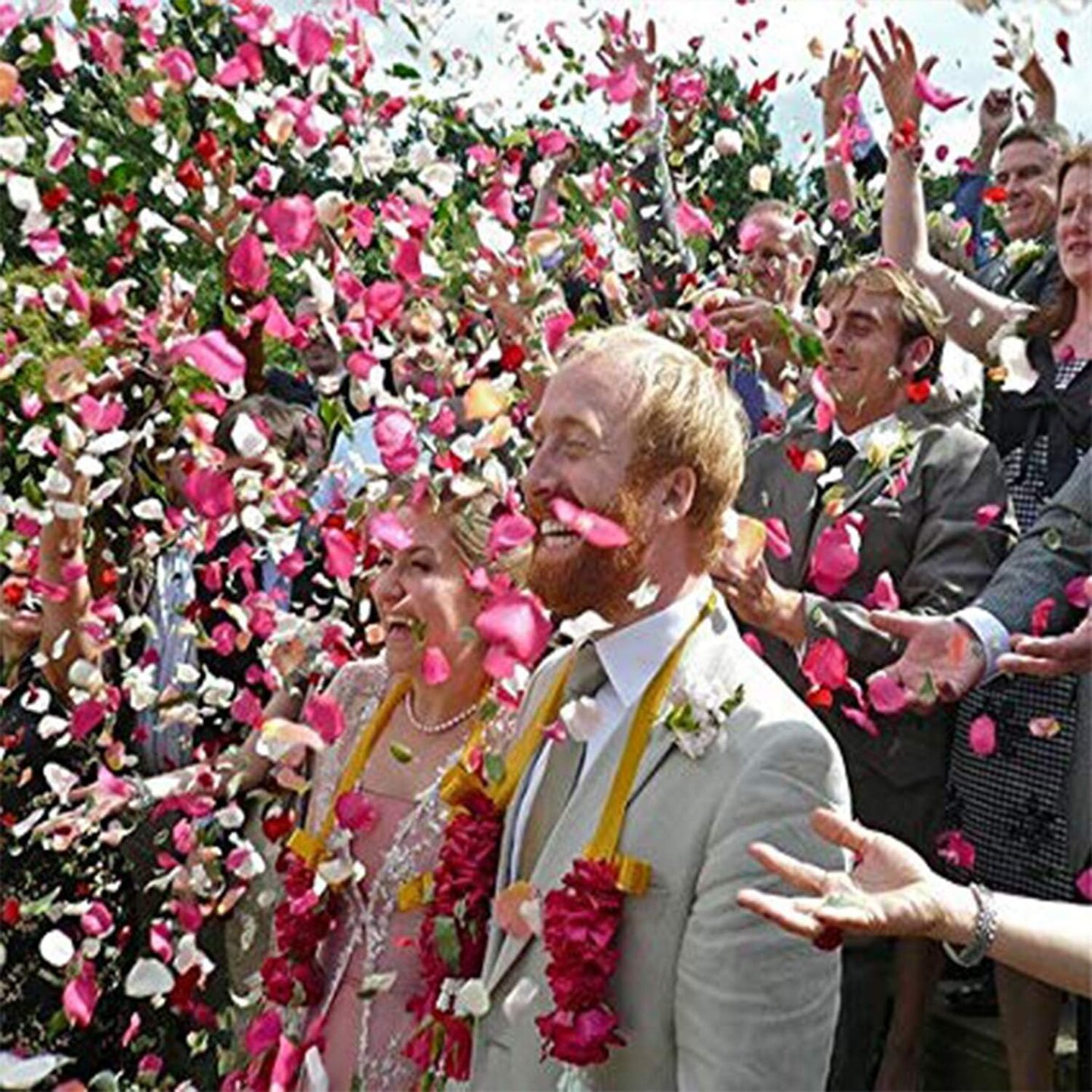 3000 PCS Silk Rose Petals Artificial Flower Petals (Rose Pink, 3000 pcs)
