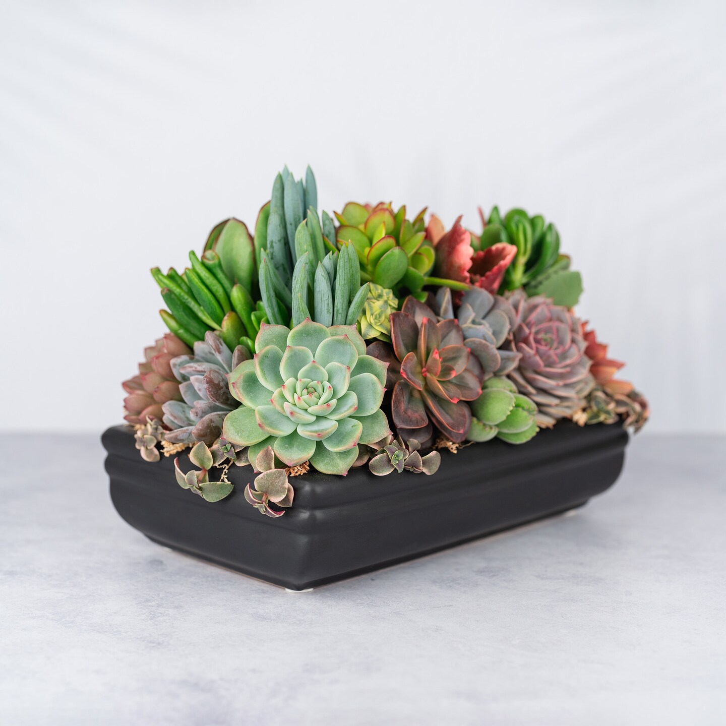 Low Profile Black Succulent Arrangement Planter MakerPlace by Michaels