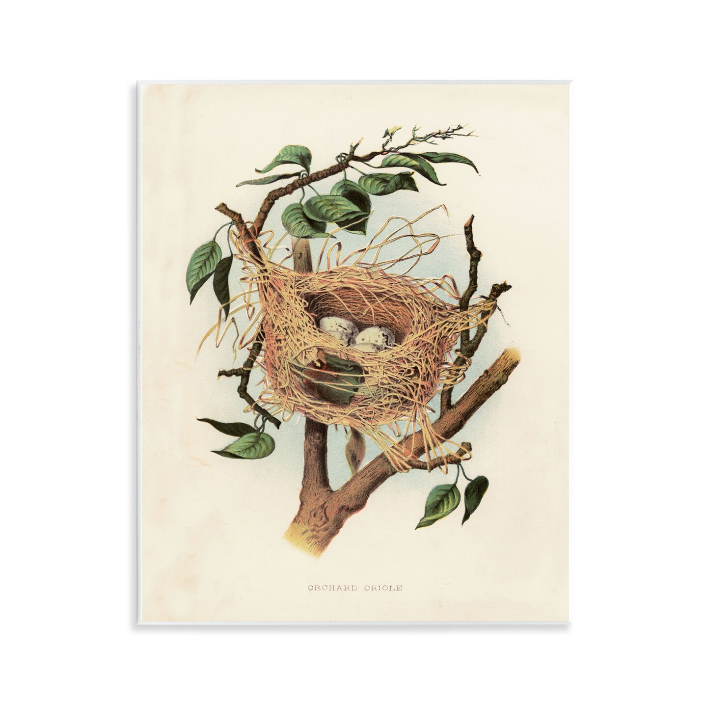 Stupell Industries Eggs in Birdnest Study Wall Plaque Art Design by Tina Higgins Designs, Inc.