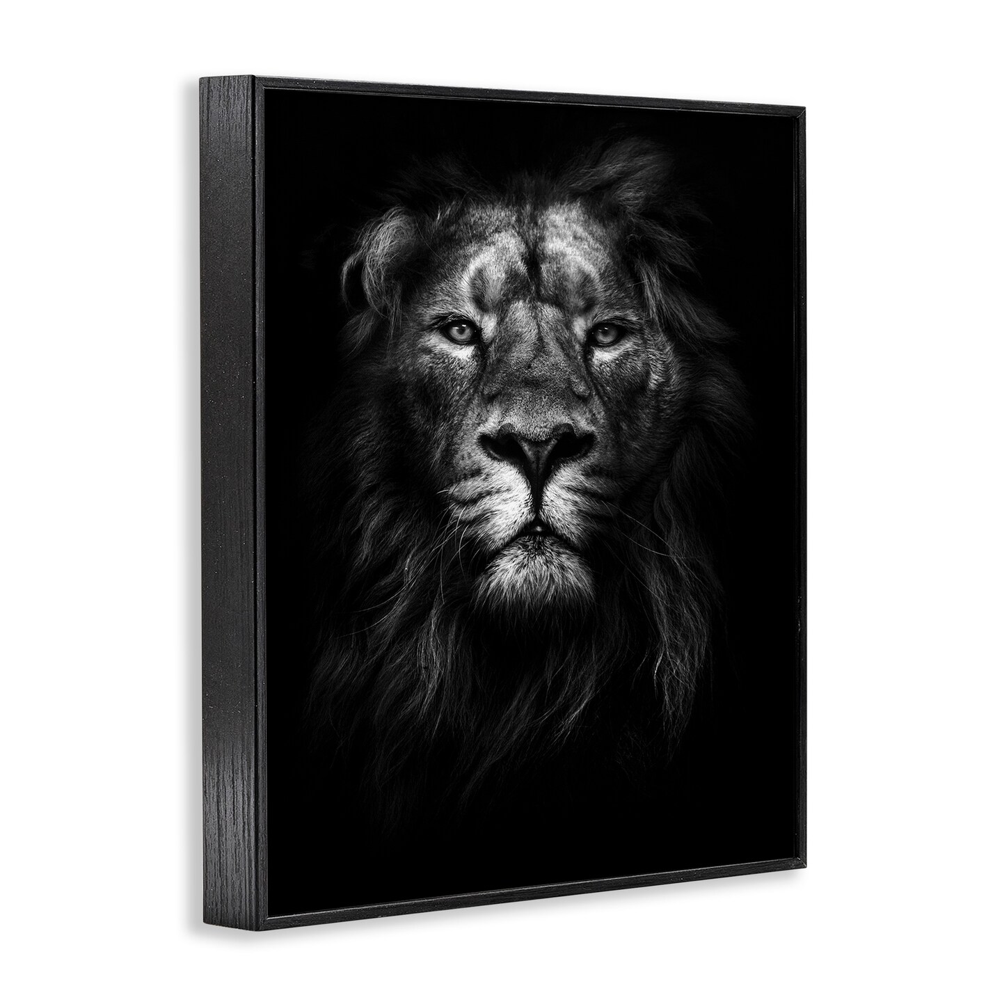 Stupell Industries Lion In Shadows Photography Framed Giclee Art