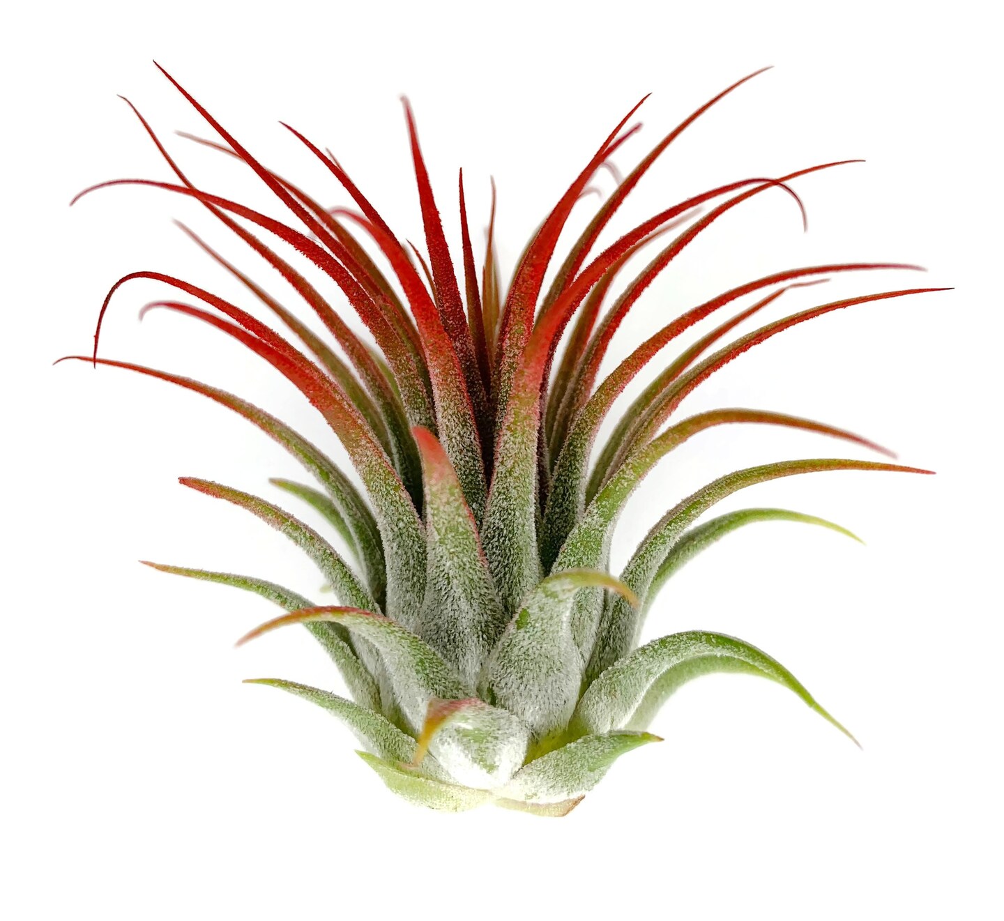 Red Ionantha Guatemala Tillandsia Air Plant, Guatemala Air Plant, Air Plant,  Airplant, Wholesale, Terrarium, Enhanced AirPlants | MakerPlace by Michaels