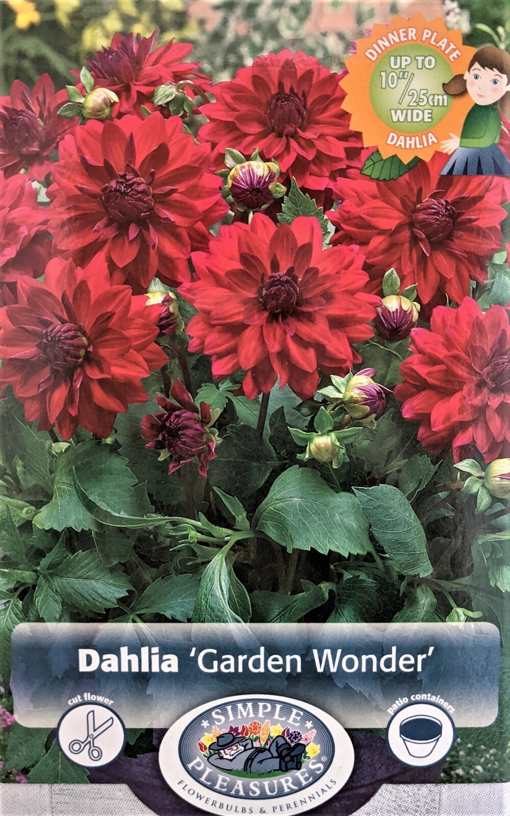 Garden Wonder Decorative Dahlia - Bright Red - #1 Size Root Clump