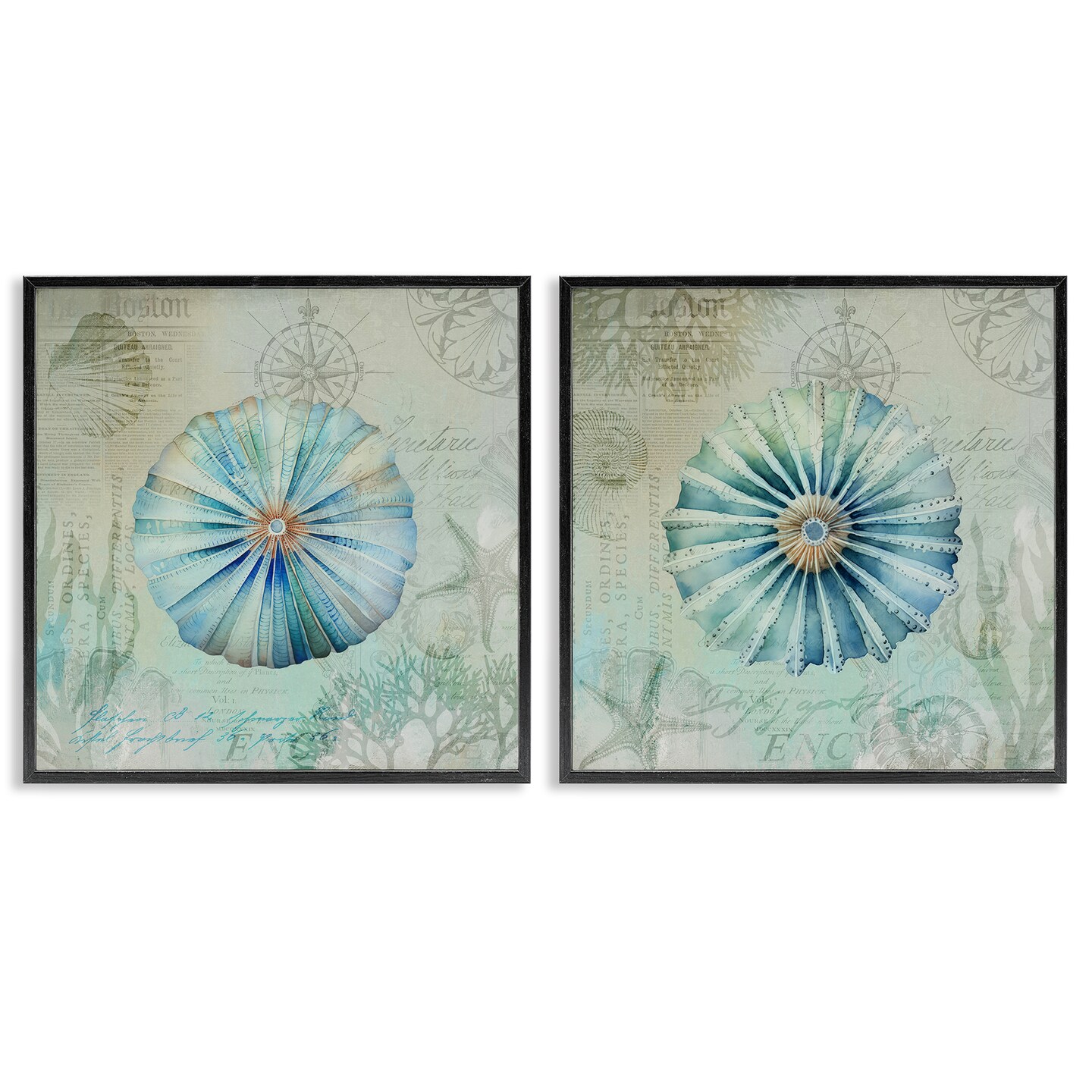 Stupell Industries Vintage Blue Sea Urchins 2pc Framed Giclee Wall Art Set Design by Andrea Haase
