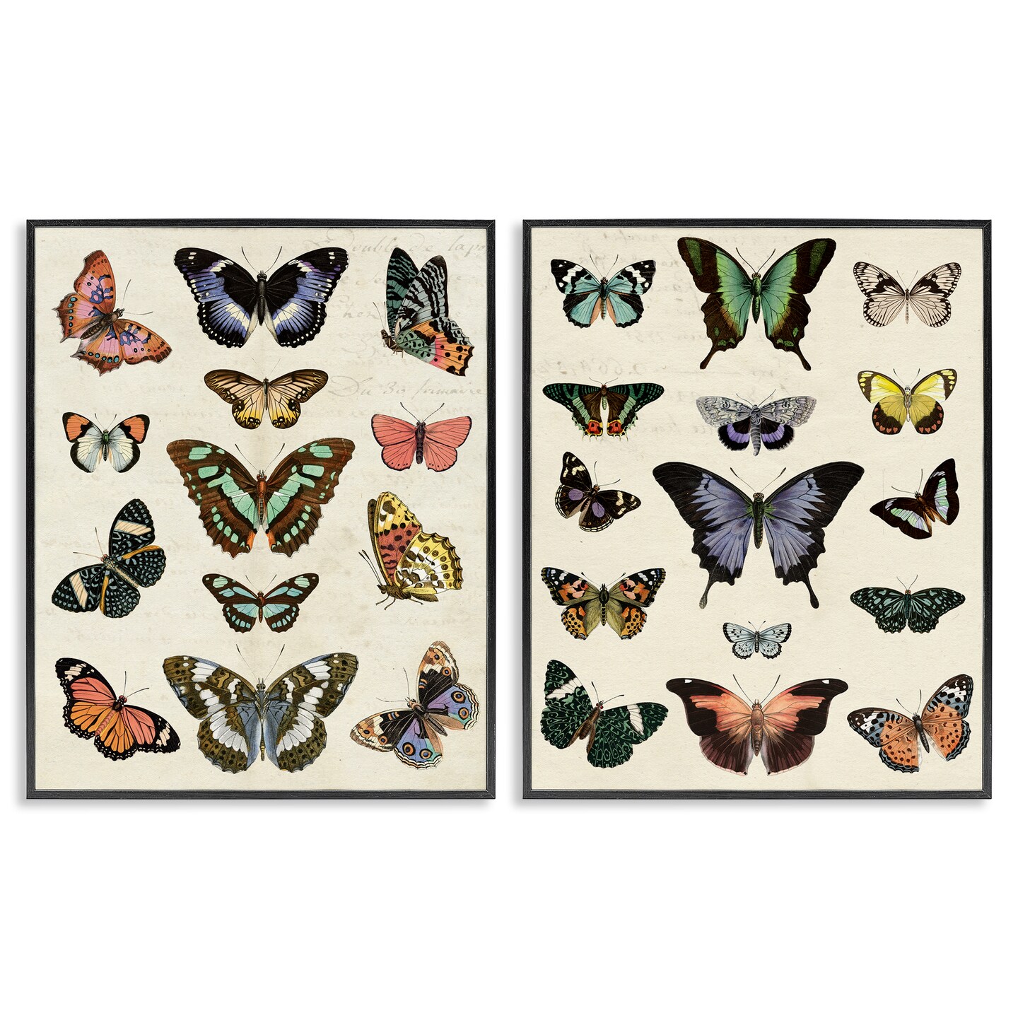 Stupell Industries Antique Butterfly Collection 2pc Framed Giclee Wall Art Set Design by Susan Arnot