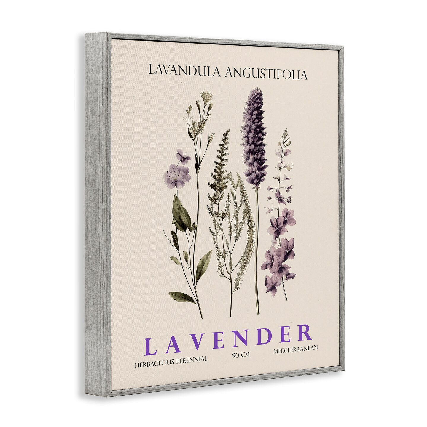 Stupell Industries Natural Lavender Bundle Framed Giclee, design by Christopher Giampietro