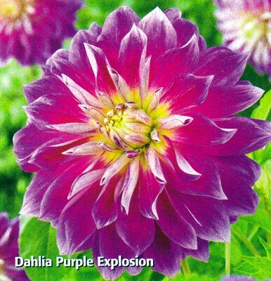 Purple Explosion Dinnerplate Dahlia-1 Tuber