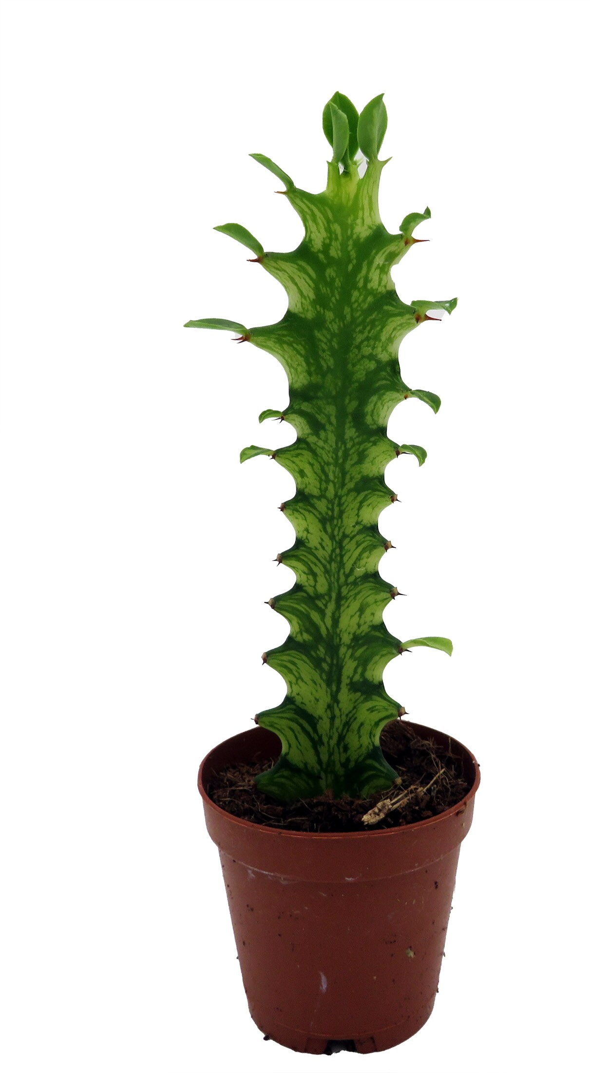 Mint Creme African Milk Tree -Euphorbia Trigona- 2&#x22; Pot