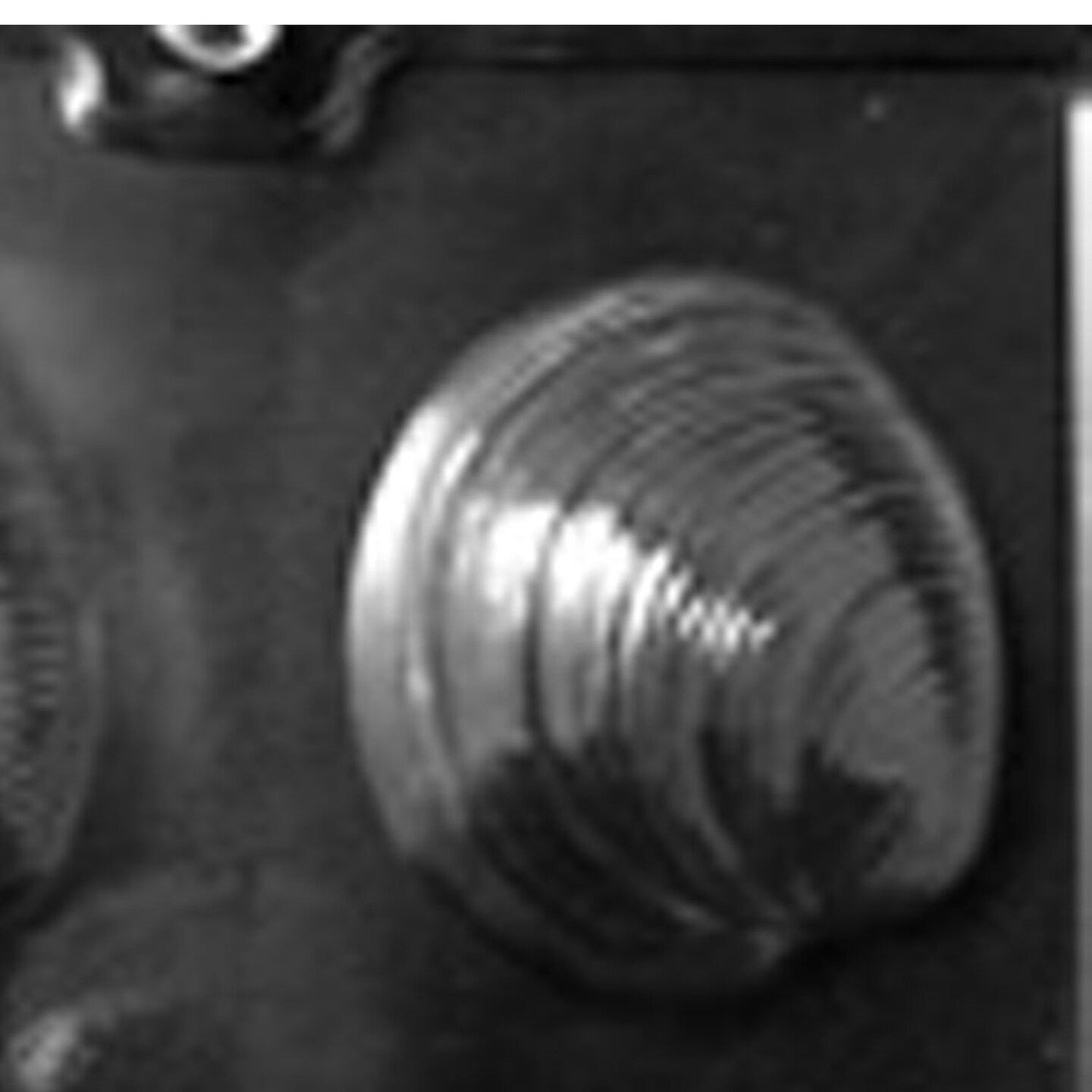 Large Shells Chocolate Mold for Elegant or Beach Party Treats