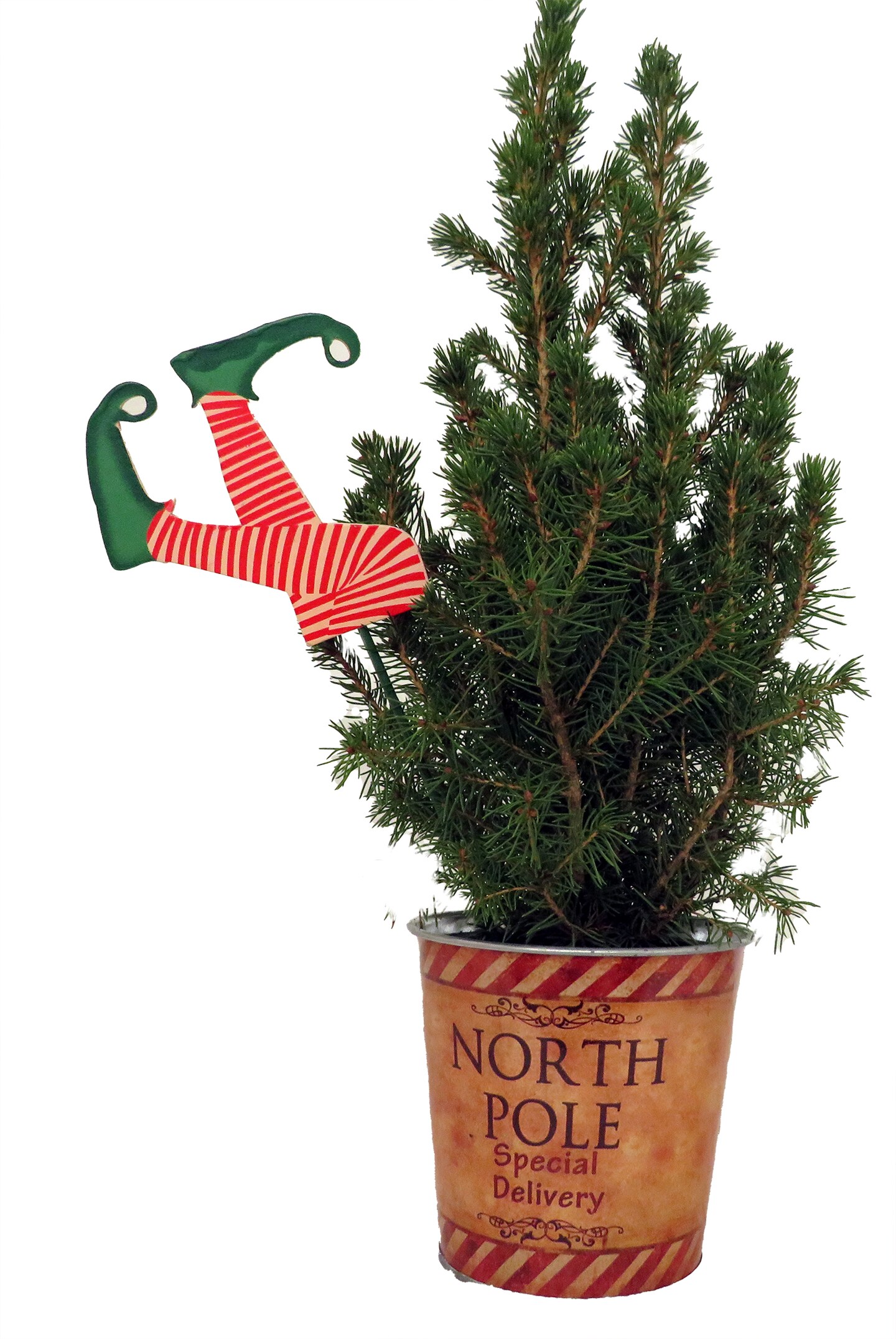 Decorated Dwarf Alberta Spruce - Picea - Great Christmas Tree - 4&#x22; pot