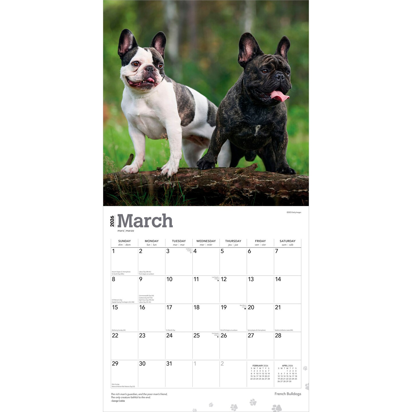 French Bulldogs | 2026 12 x 24 Inch (Hanging) Monthly Square Wall Calendar | Plastic-Free