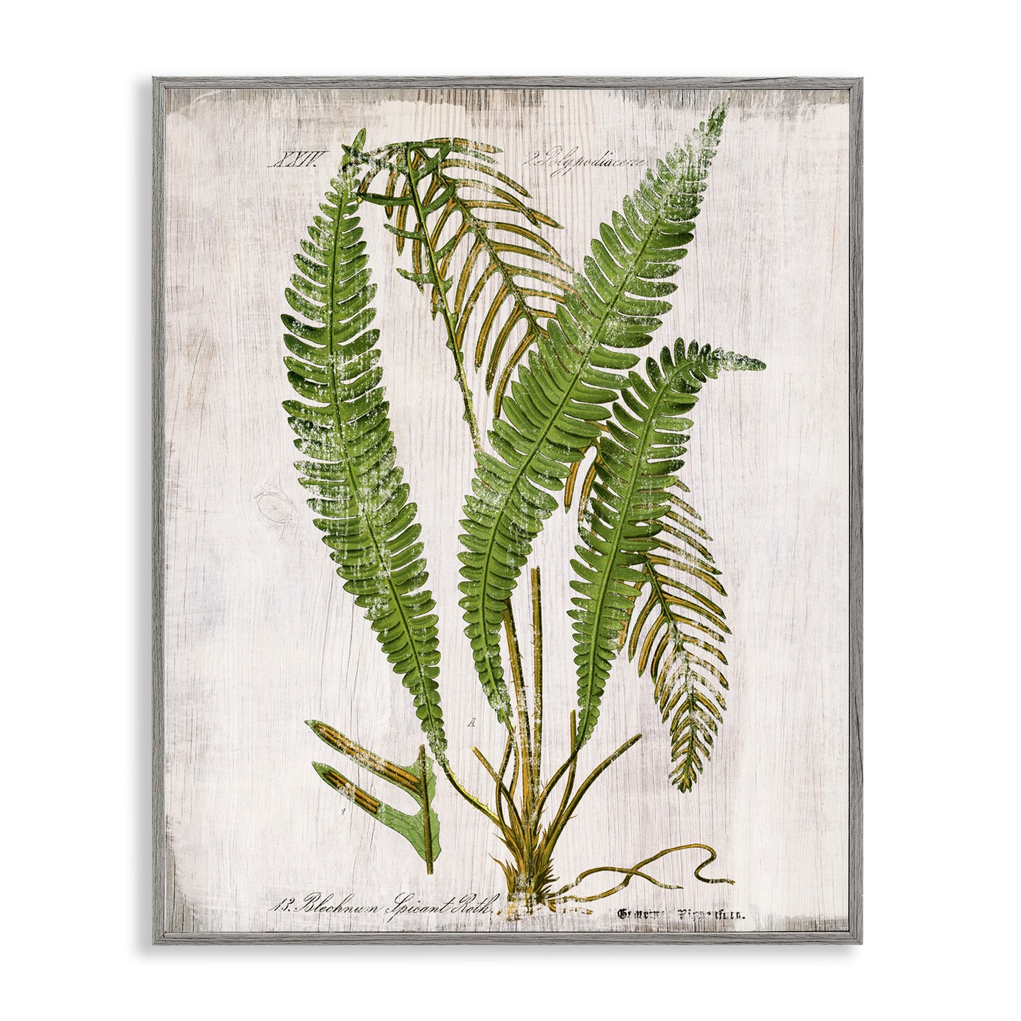 Stupell Industries Thin Fern Leaves Study Framed Giclee Wall Art Design by Susan Arnot