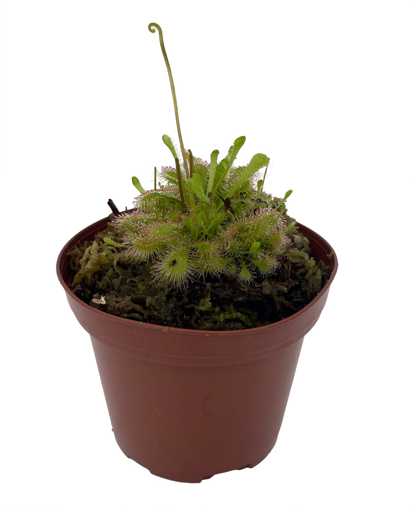 Spoon Sundew Plant - Drosera spathulata - Carnivorous - 3&#x22;  Pot