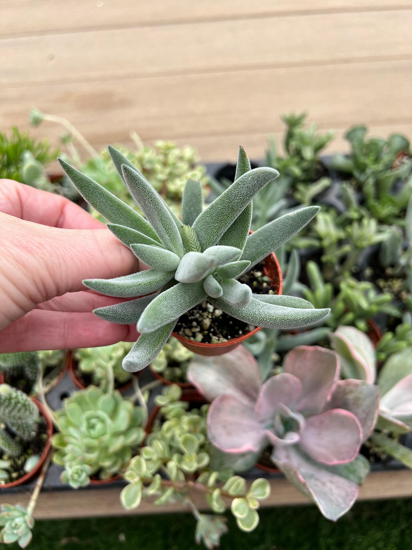 Crassula mesembryanthemoides 'Tenelli' Succulent 2” | MakerPlace