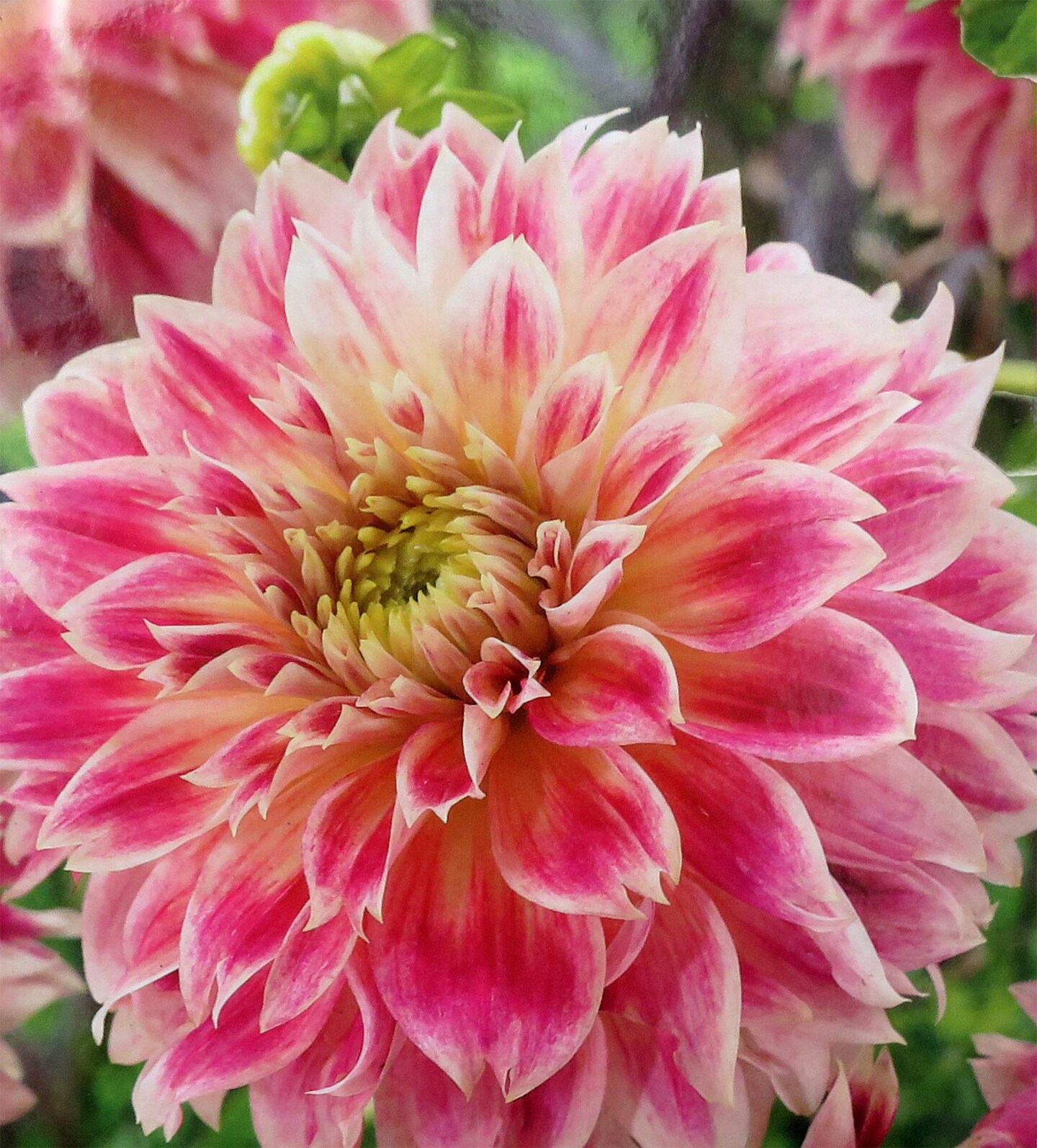 Temple of Beauty Dahlia - Decorative Flower - #1 Size Root Clump