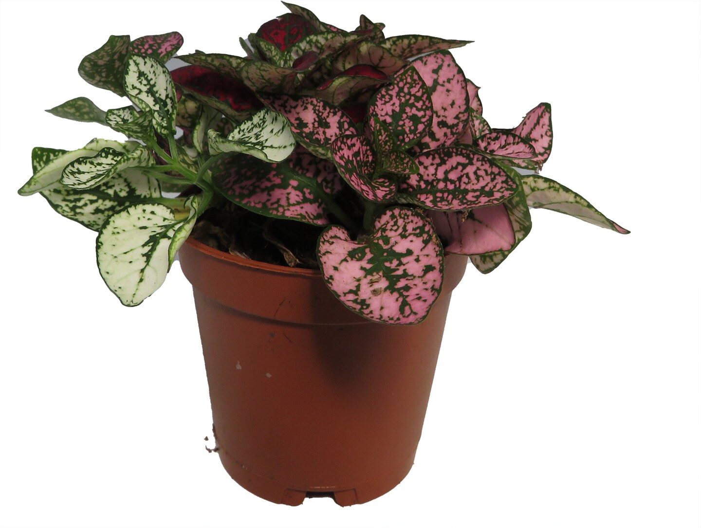 Tricolor Polka Dot Plant - Hypoestes - Colorful House Plant - 2&#x22; Pot