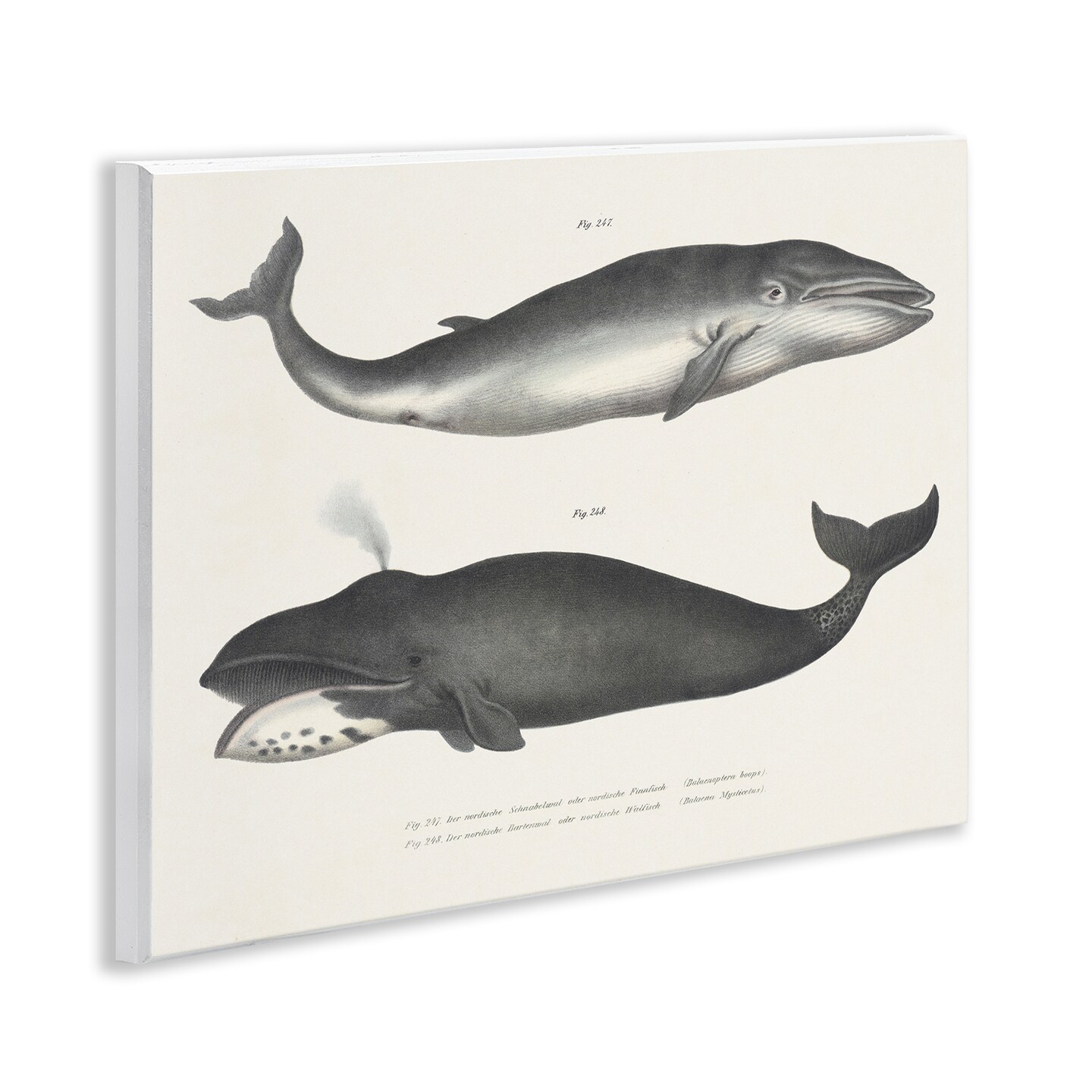 Stupell Industries Vintage Whale Study Diagrams Wall Plaque Design by Phillipa Katz