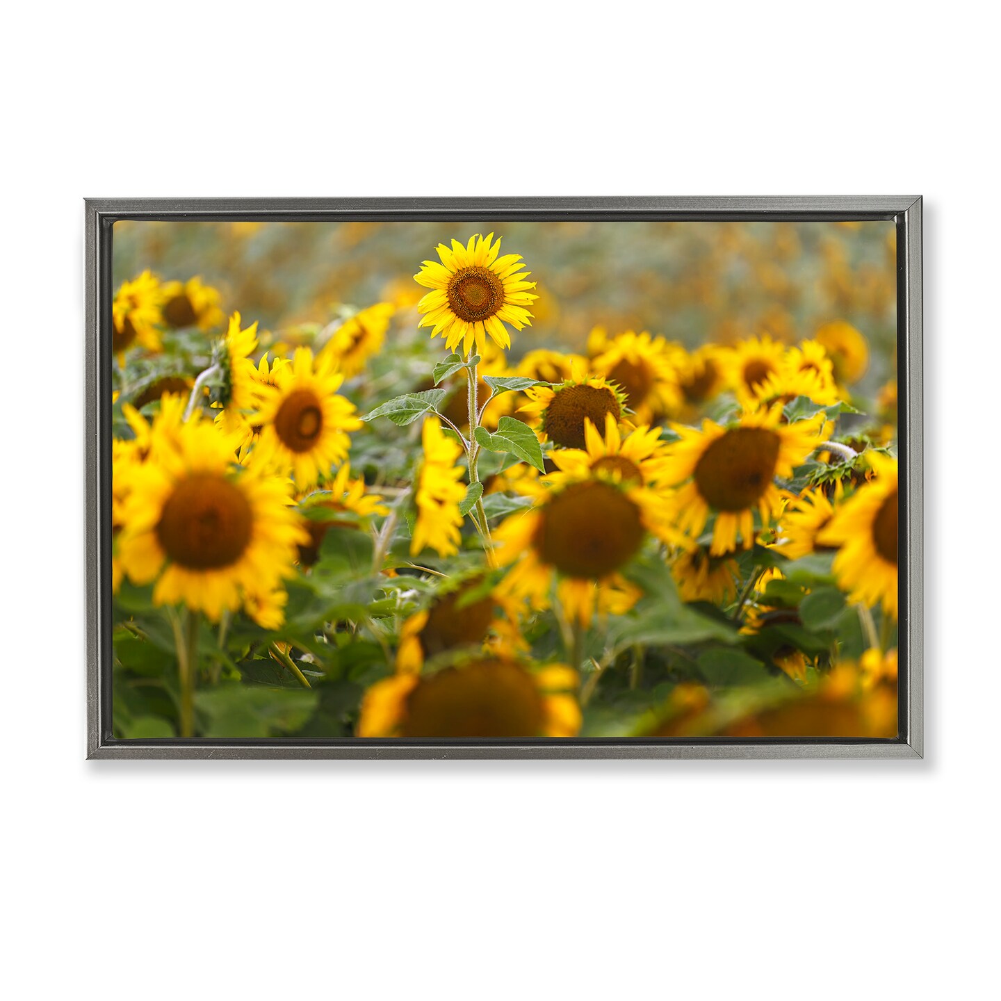 Stupell Industries Central Sunflower in Meadow Floating Frame, design by Andy Crawford