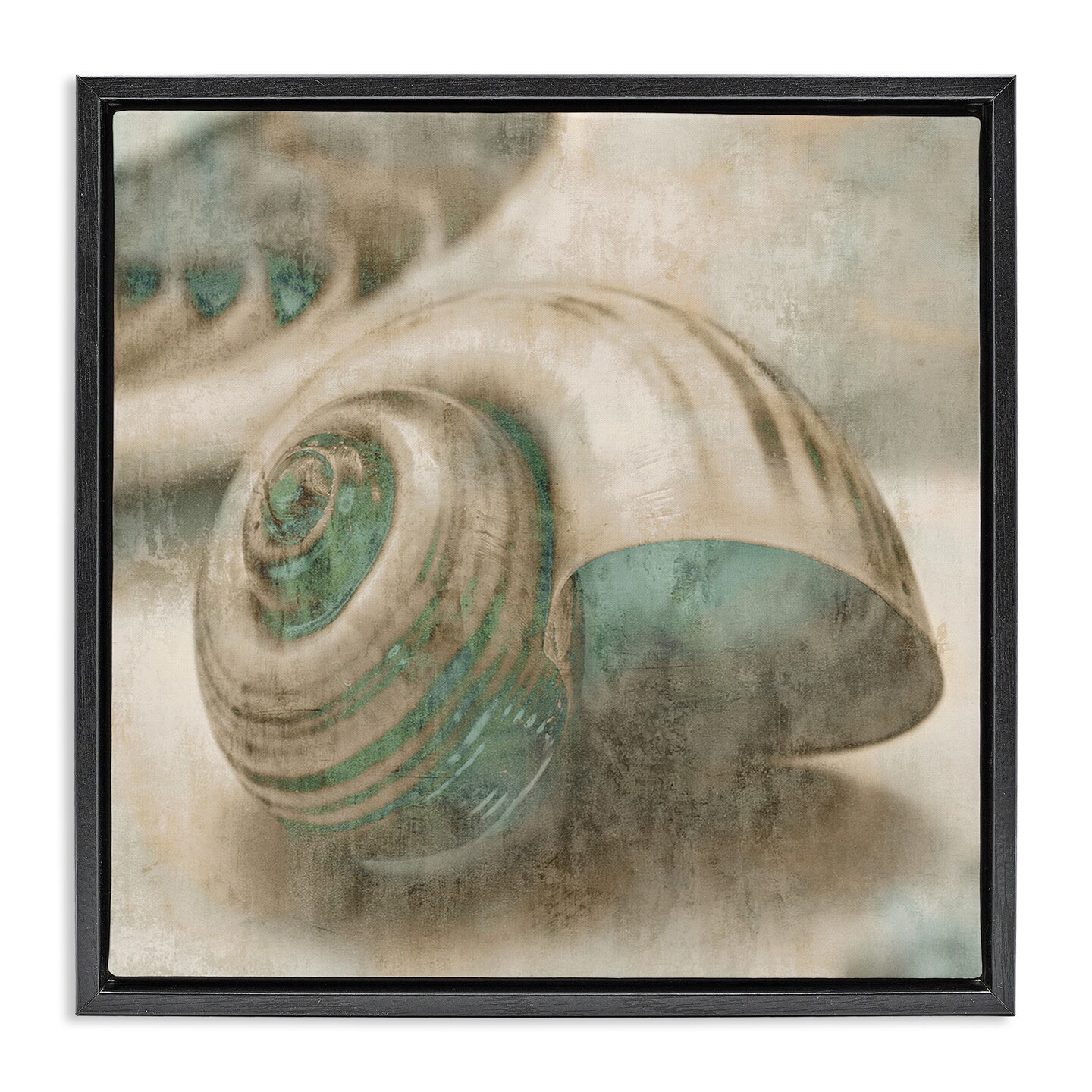 Stupell Industries Centered Sharkeye Seashell Framed Floater Canvas Wall Art