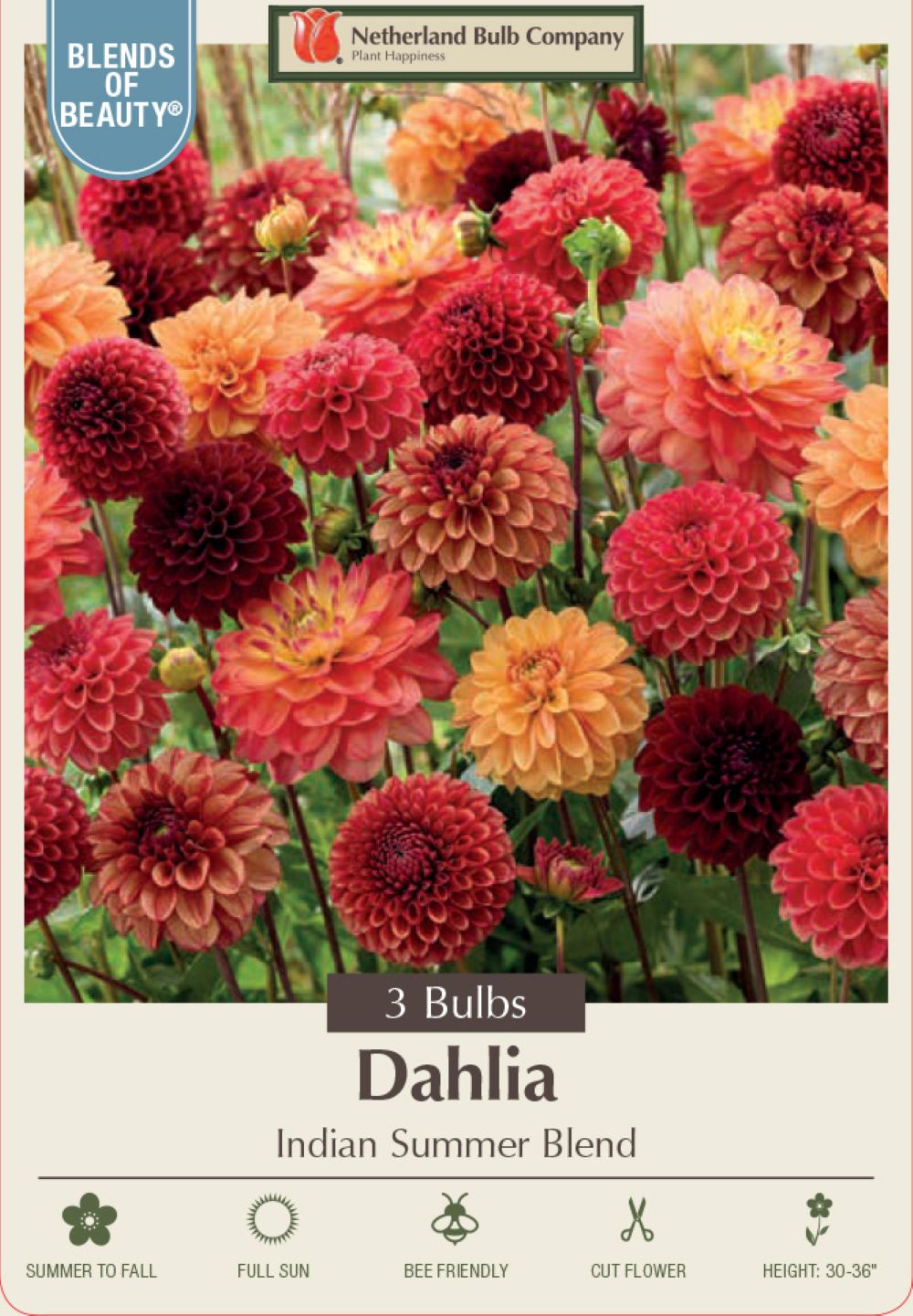 Indian Summer Blend Dahlia - 3 Bulbs - Decorative Dahlia, Count: 1 ...