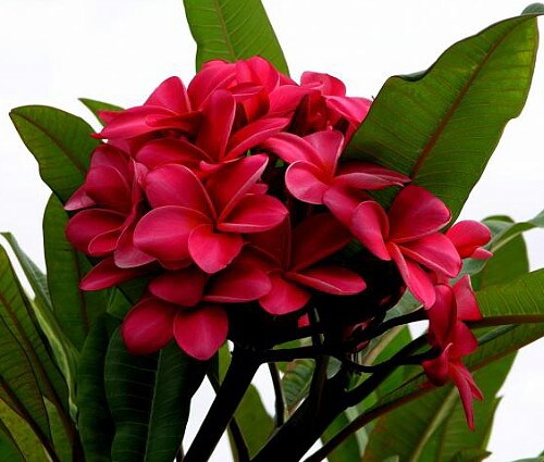 Exotic Thailand Red Plumeria Plant - Frangipani - 8-10&#x22; Cutting