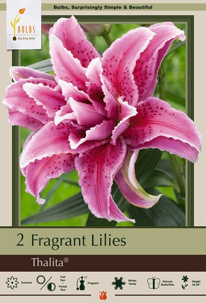 Thalita Double Oriental RoseLily - 2 Bulbs - Huge Double Blooms ...