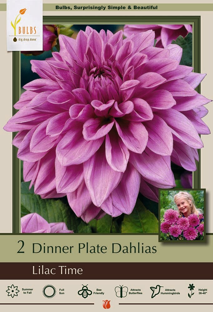 Lilac Time Dinnerplate Dahlia - 2 Bulb Clumps - Violet-Purple!