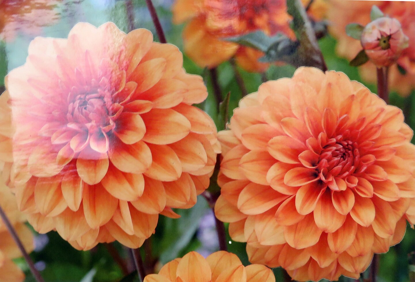 David Howard Dahlia - Decorative Flower - 2 bulbs