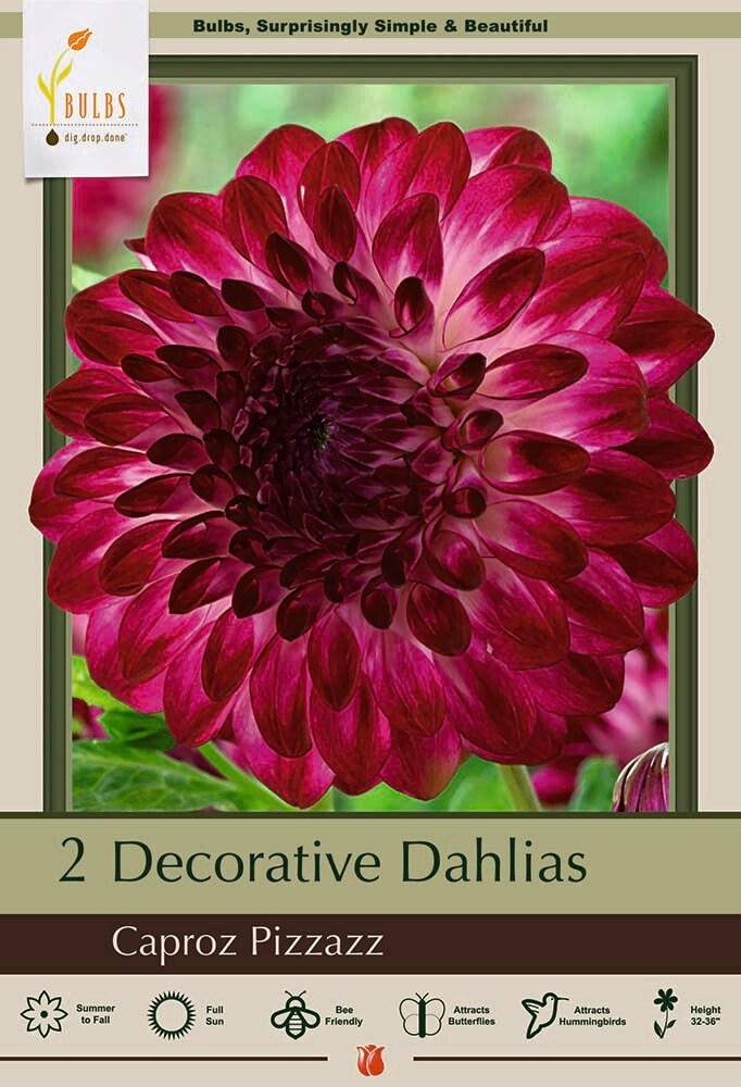 Caproz Pizzazz Decorative Dahlia 2 Root Clumps - NEW!