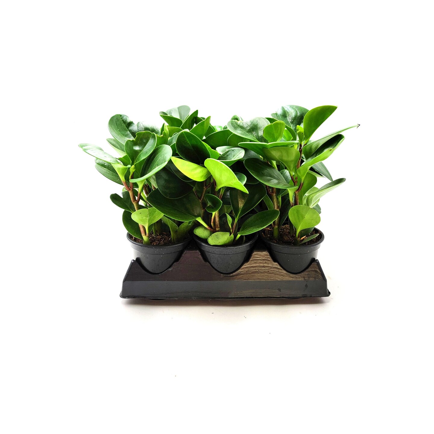tom thumb succulent Crassula 'Tom Thumb' main image 0