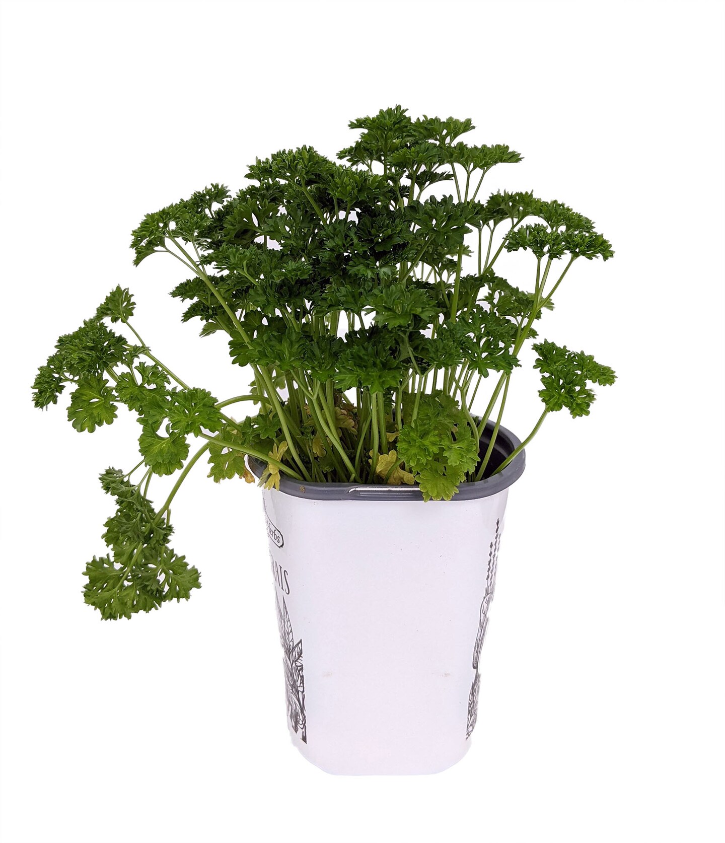 Curly Leaf Parsley Herb - Petroselinum - Live Plant - 4