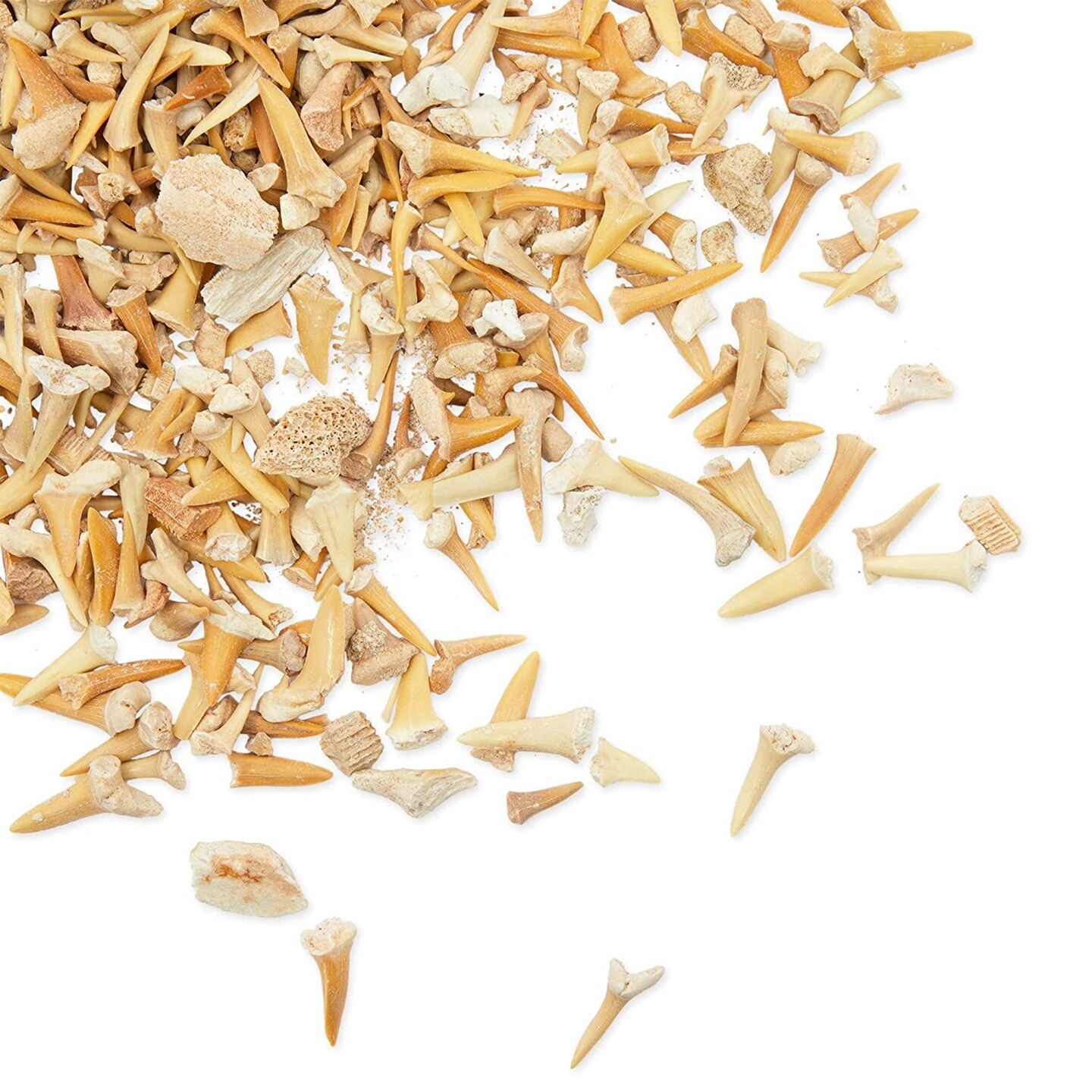 Shark Teeth Bone Replicas Set (1 Pound), Authentic Mixed Grade, 3 Species Types, Genuine Moroccan Real Authentic Tooth Collection