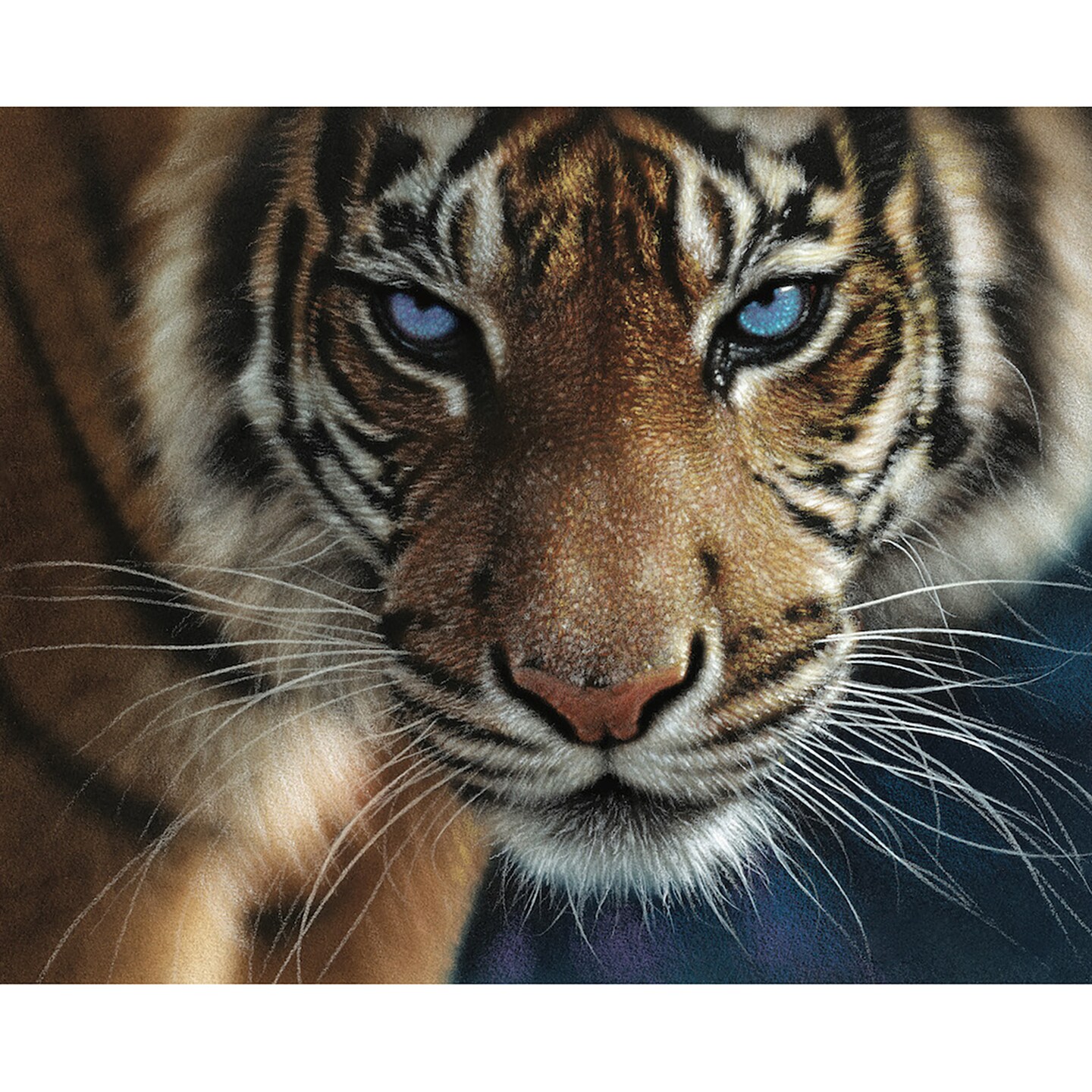 Hart Puzzles Blue Eyes Tiger by Colin Bogle, 24 x 30 1000 Piece Puzzle