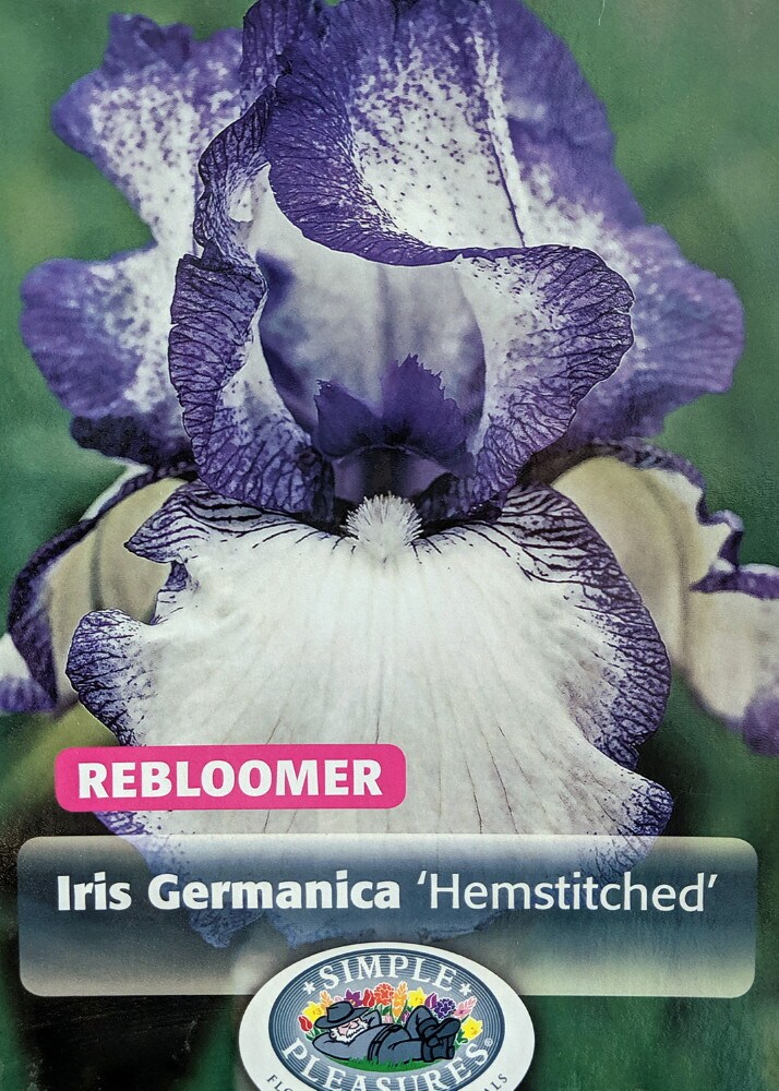 Hemstitched Bearded German Iris Rhizome - Rebloomer - Top Size Root