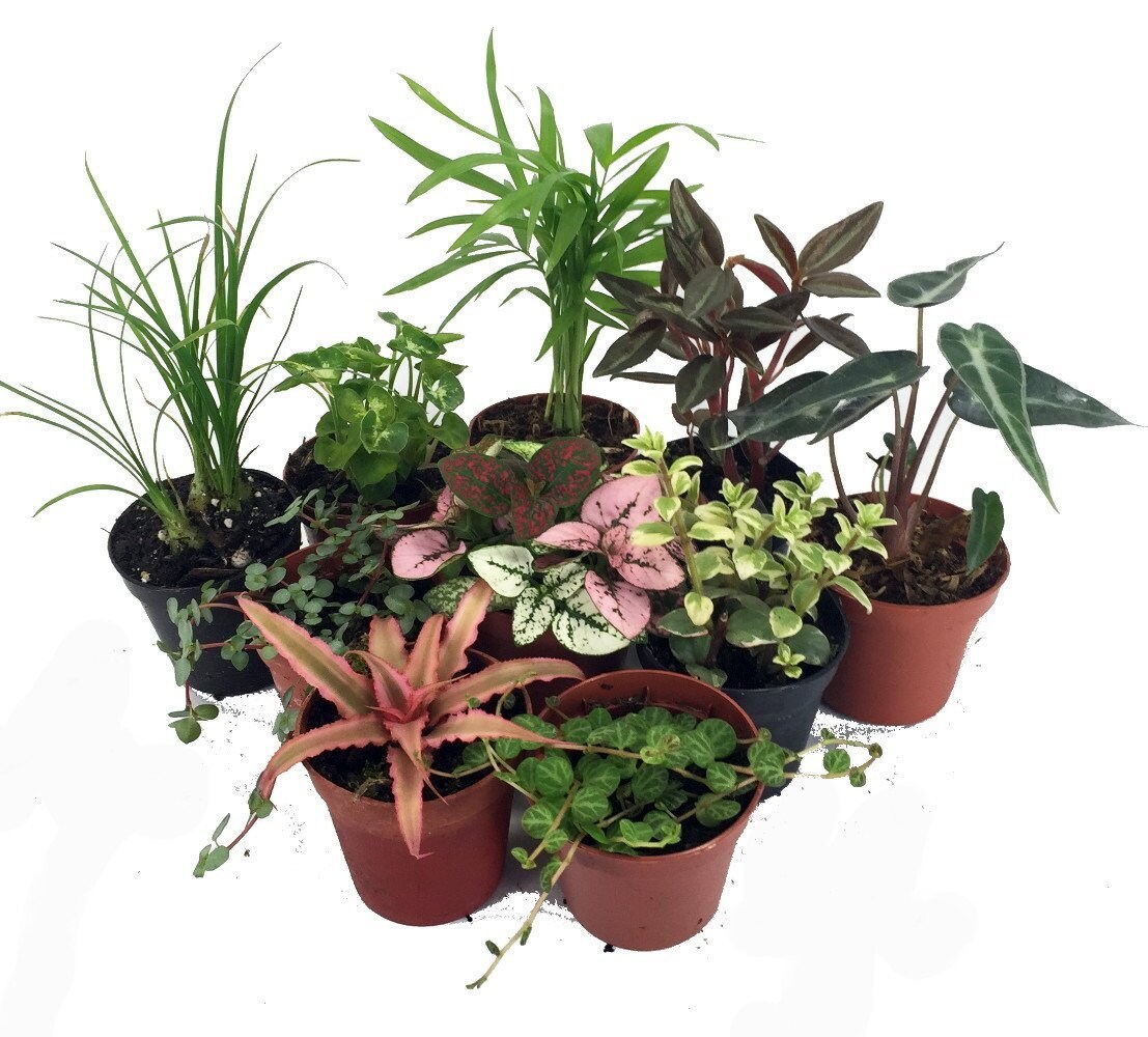Terrarium &#x26; Fairy Garden Plants - 10 Plants in 2&#x22; pots