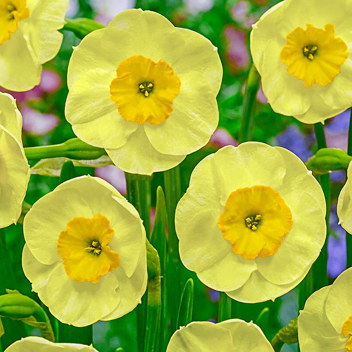 Sun Disc Daffodil - 10 Bulbs - 10/12 cm Bulbs - Miniature Jonquilla Daffodil