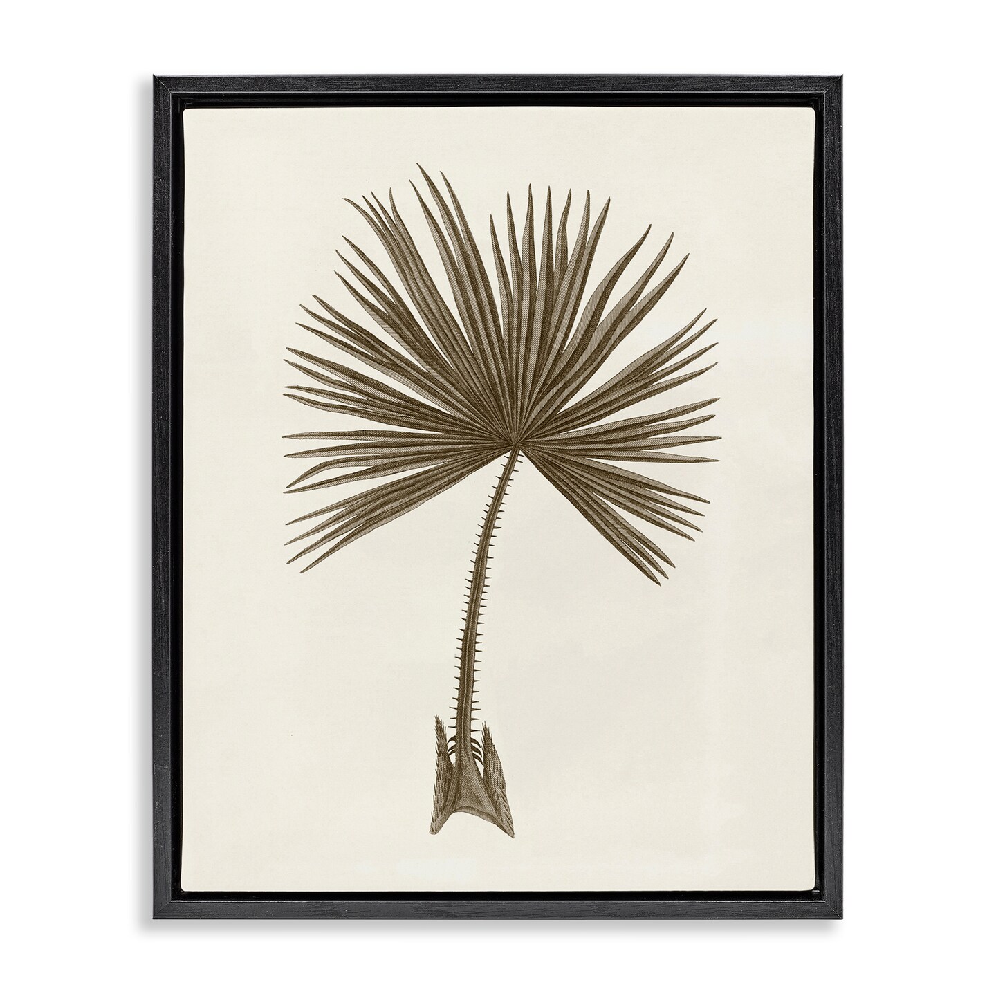 Stupell Industries Vintage Study of Palm Leaf Floating Frame Design by Phillipa Katz