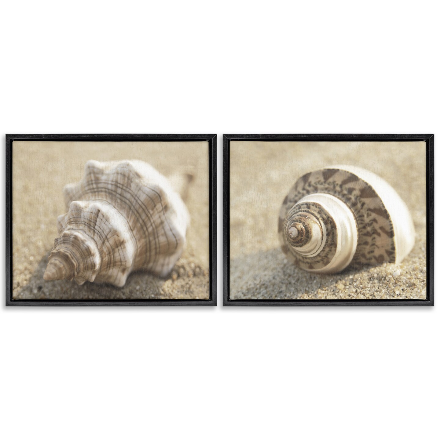 Stupell Industries Neutral Tone Sea Life 2pc Floating Frame Set Design by Dora Rotondella